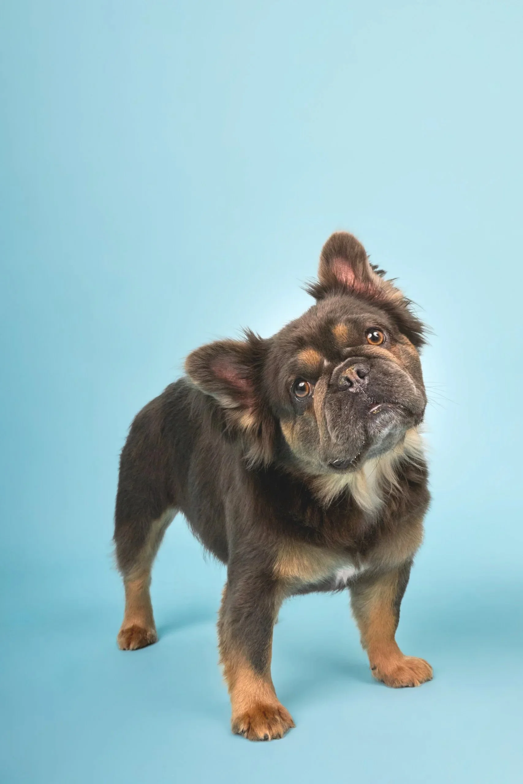 Miss-Teddy-TheDogPhotog-038.jpg