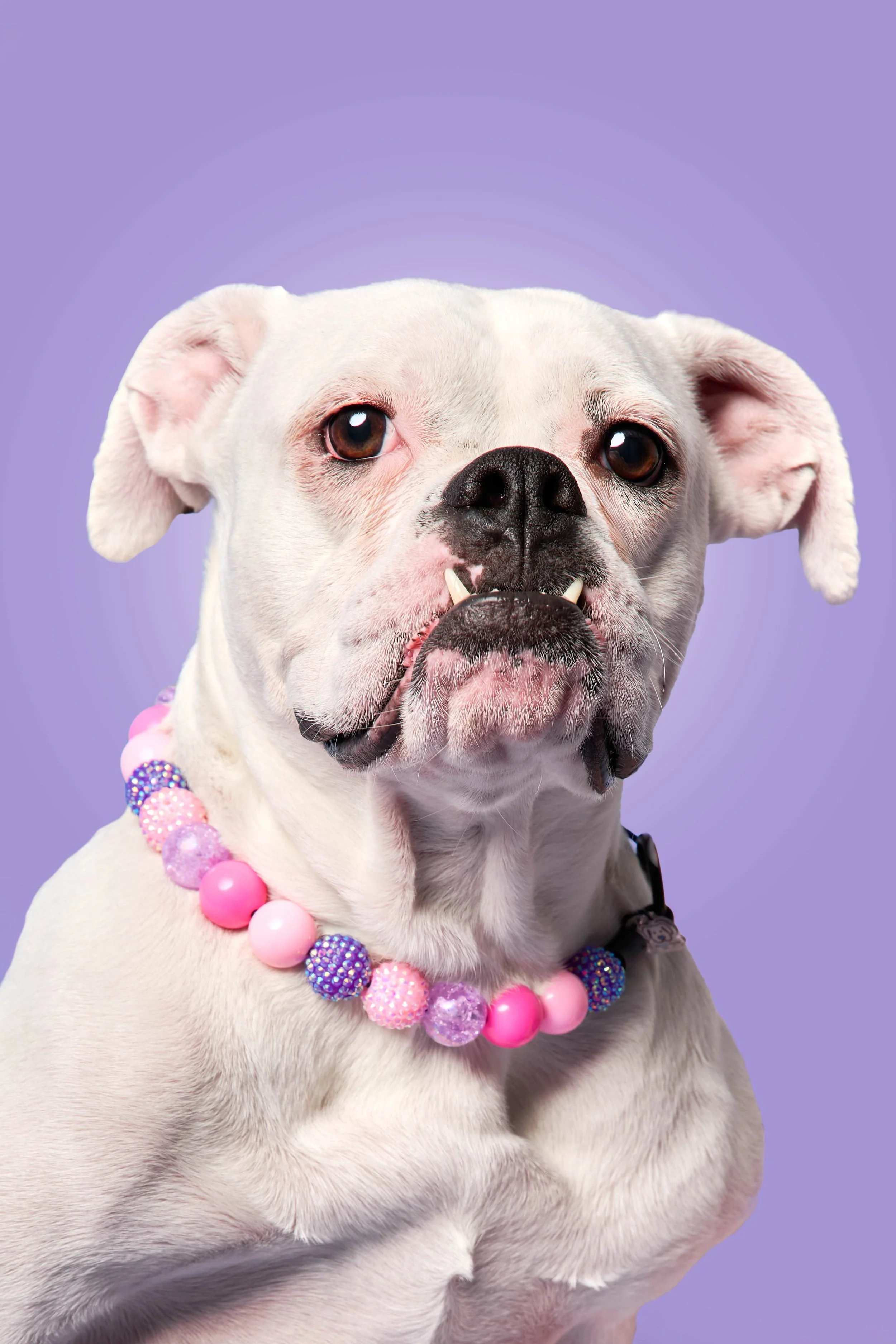 Buttons-TheDogPhotog-08.jpg