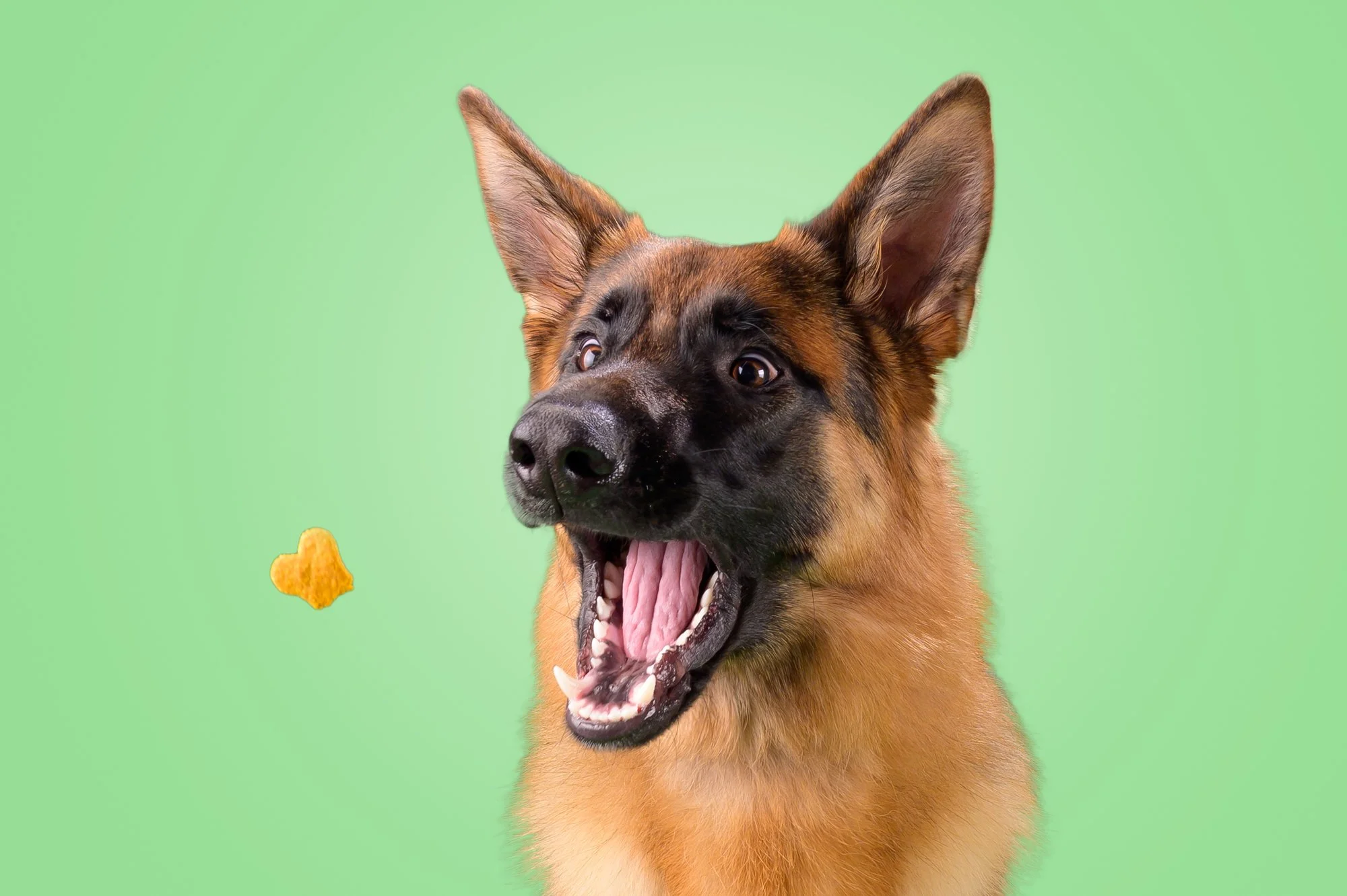 German-Shepherd-Catching-Treat-The-Dog-Photog-Mint-Green-Backdrop.jpg