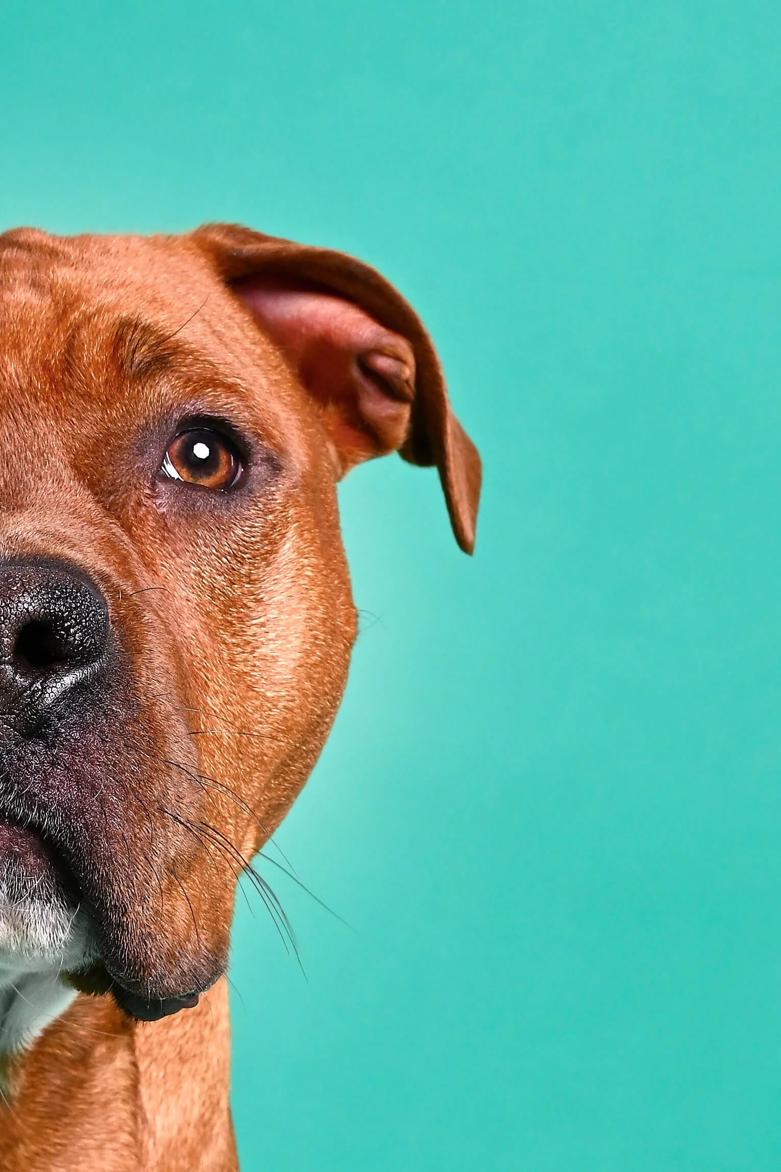 Russell-TheDogPhotog-8545-web.jpg