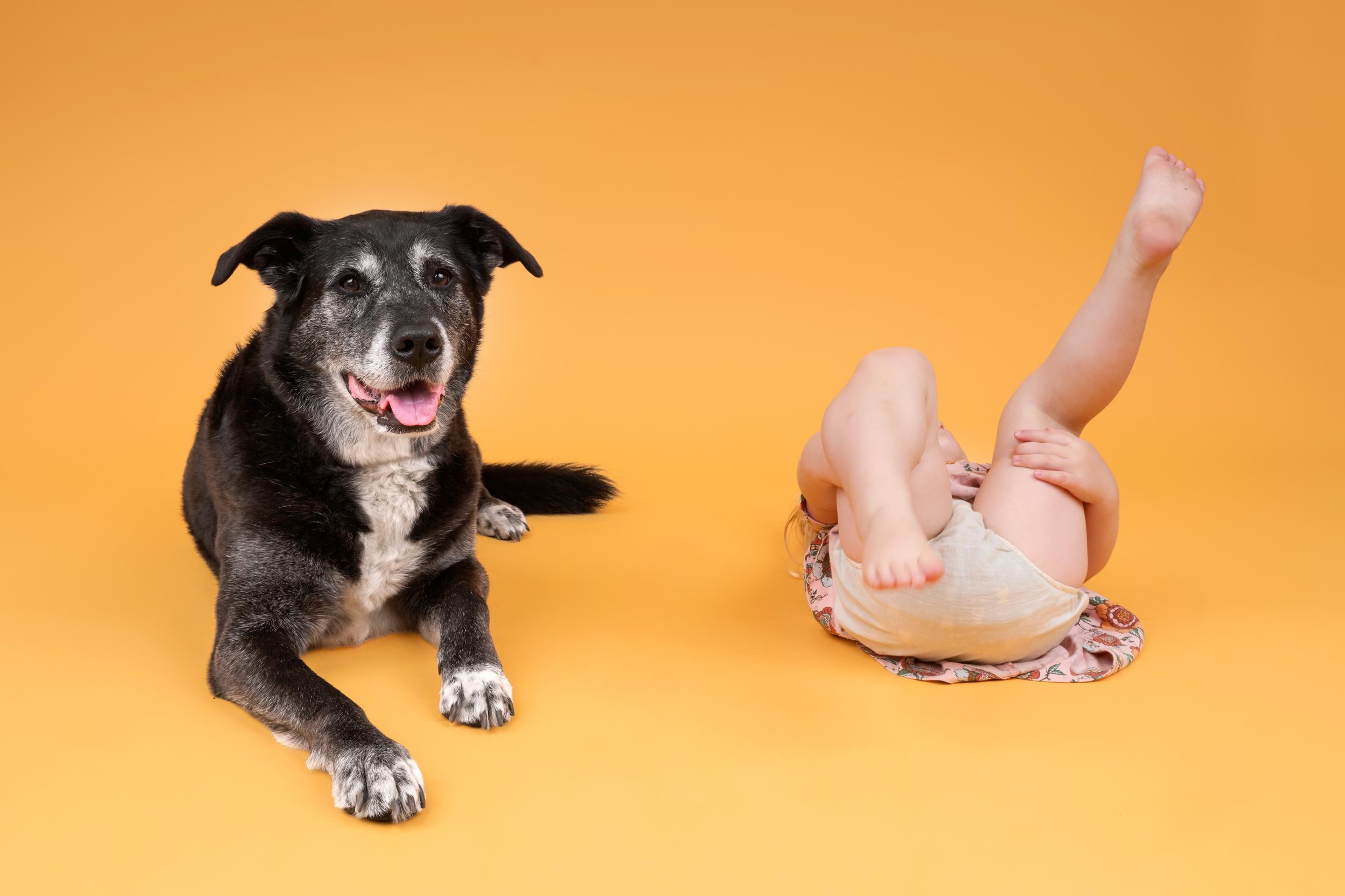Black-dog-child-sibling-toddler-temper-tantrum-photo-shoot-minneapolis.jpg