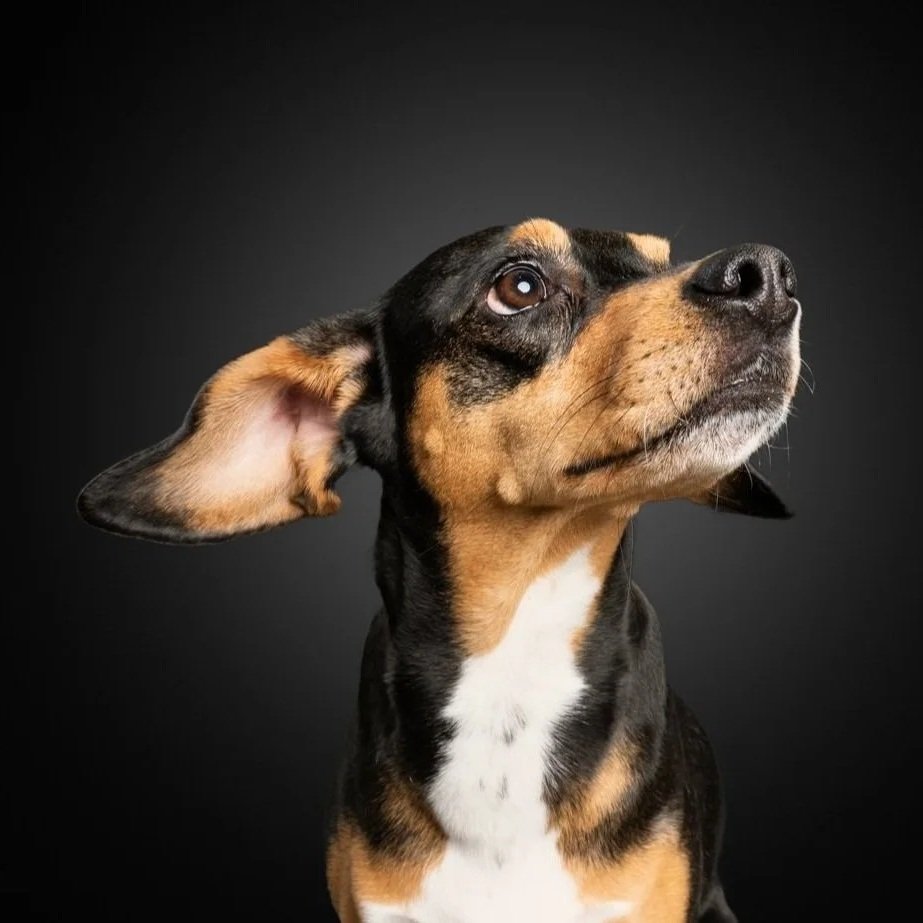 Mixed-Breed-Portrait-Black-TheDogPhotog-Minneapolis-18.jpg
