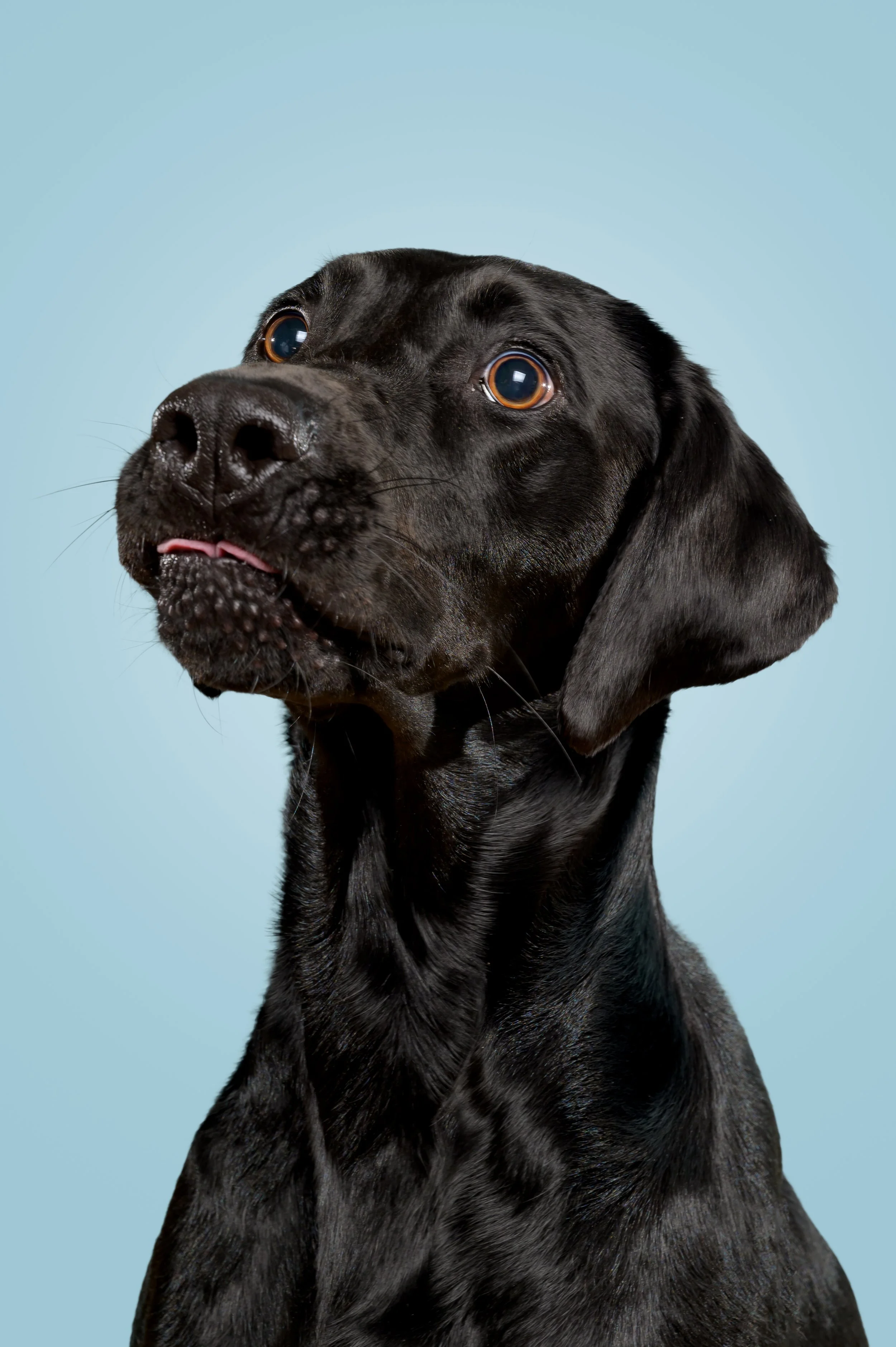 Ben-TheDogPhotog-2.jpg