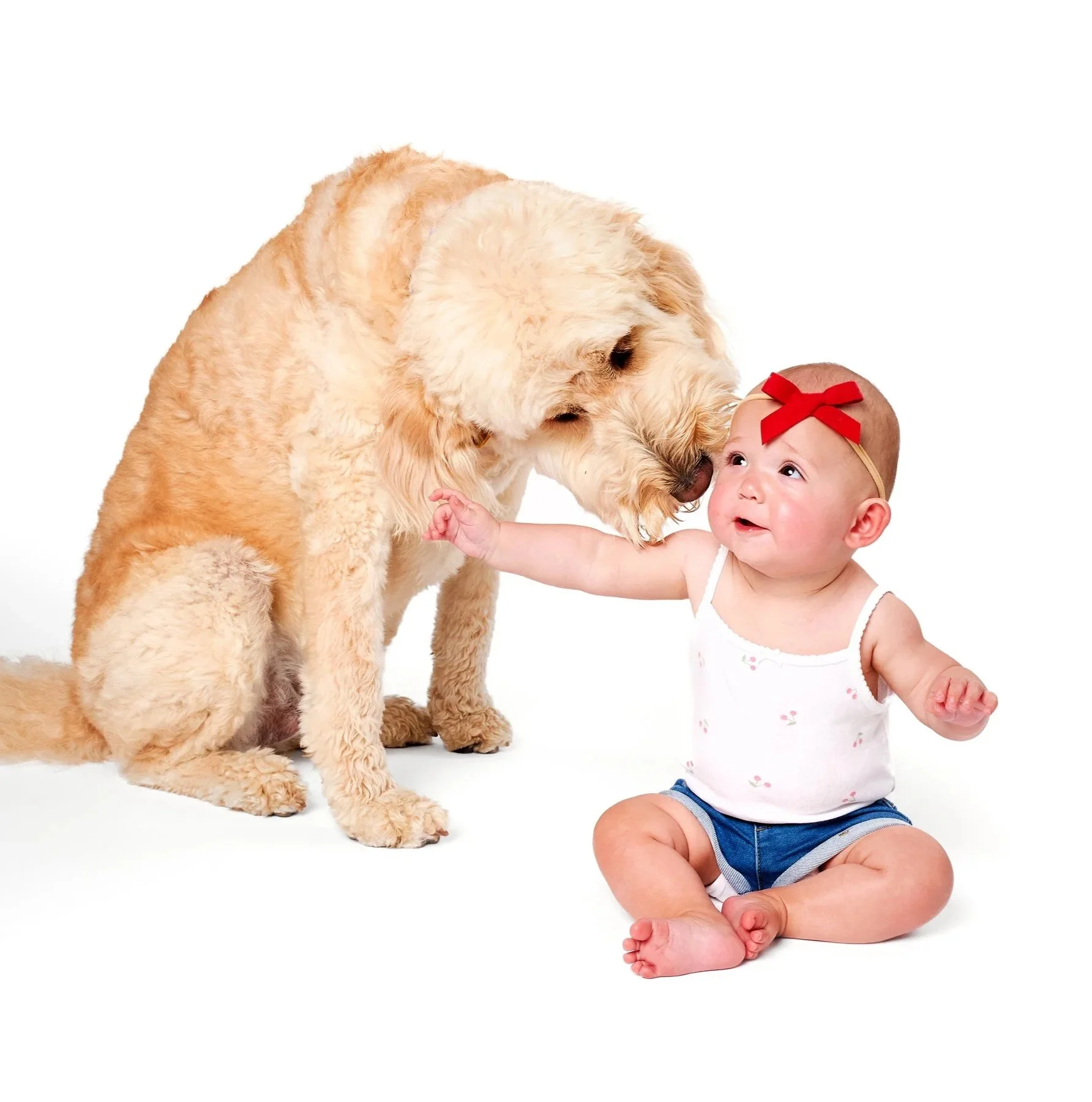Labradoodle-kisses-baby-dog-photoshoot-minneapolis.jpg