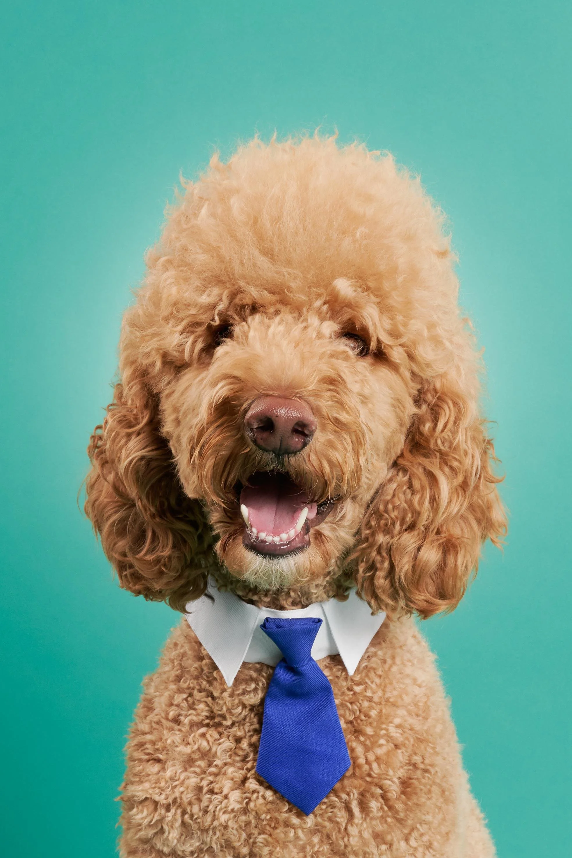 Guero-TheDogPhotog-6867 (1).jpg