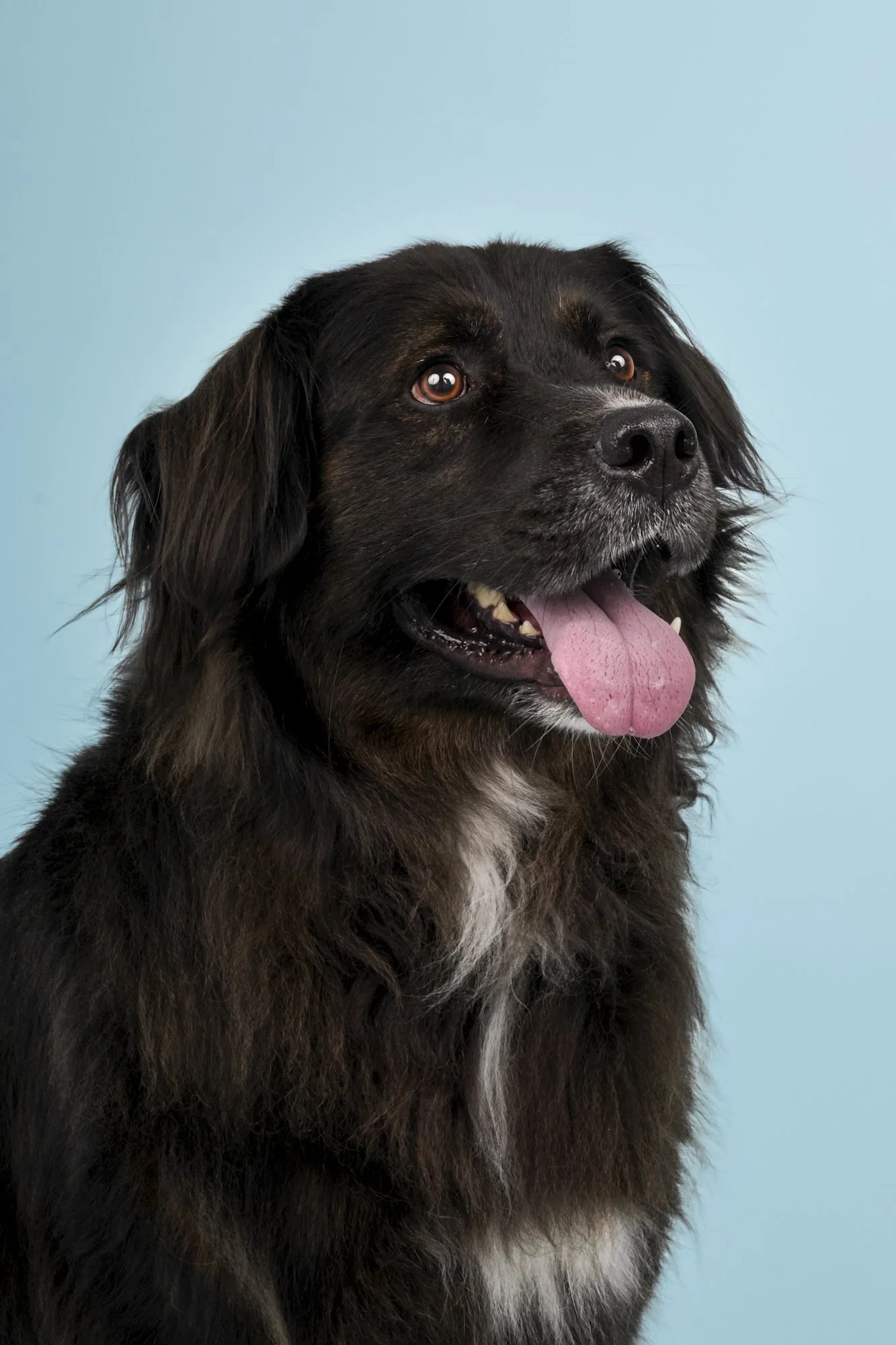 Padfoot-TheDogPhotog-204-web.jpg