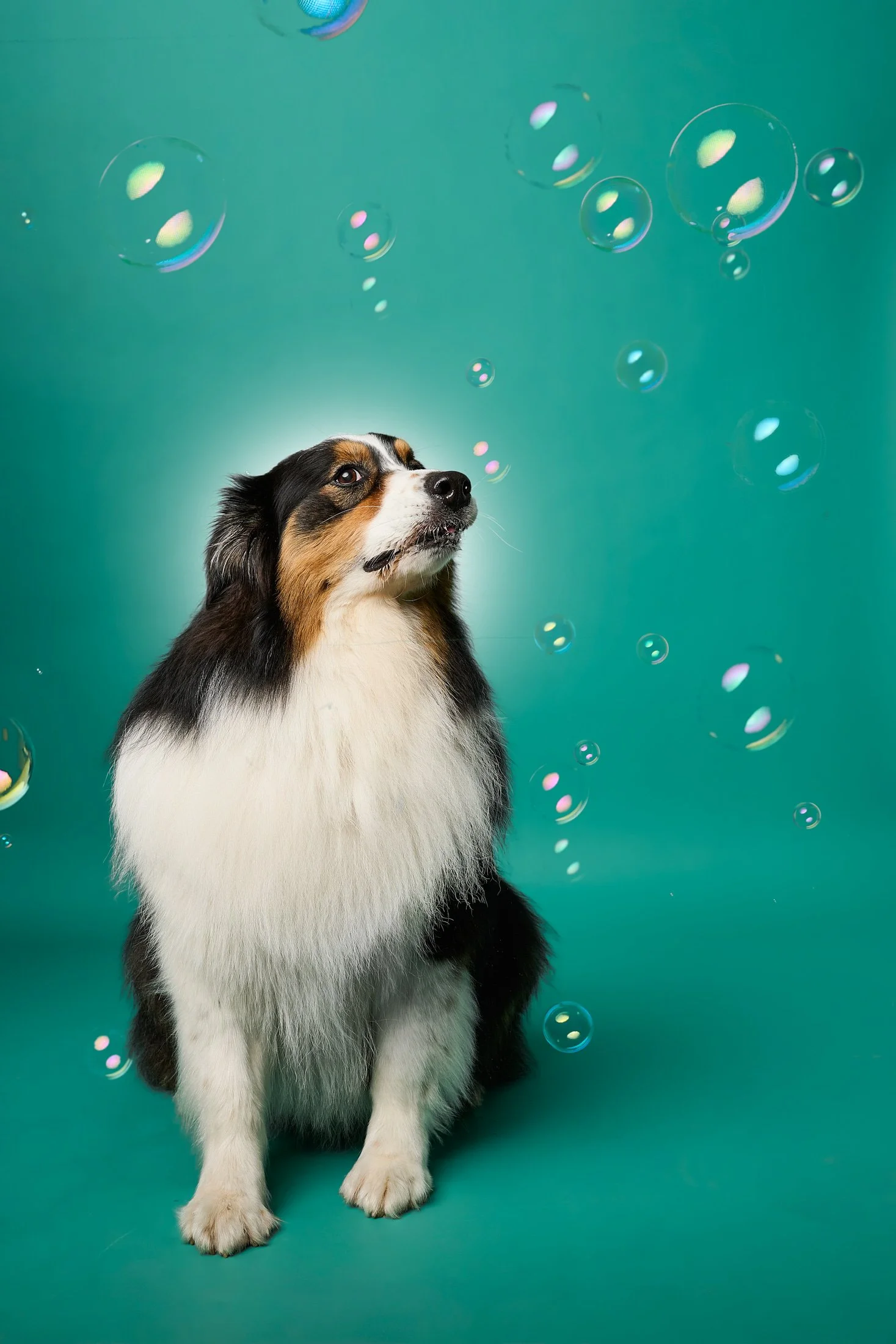 Flynn--TheDogPhotog-14928-web.jpg