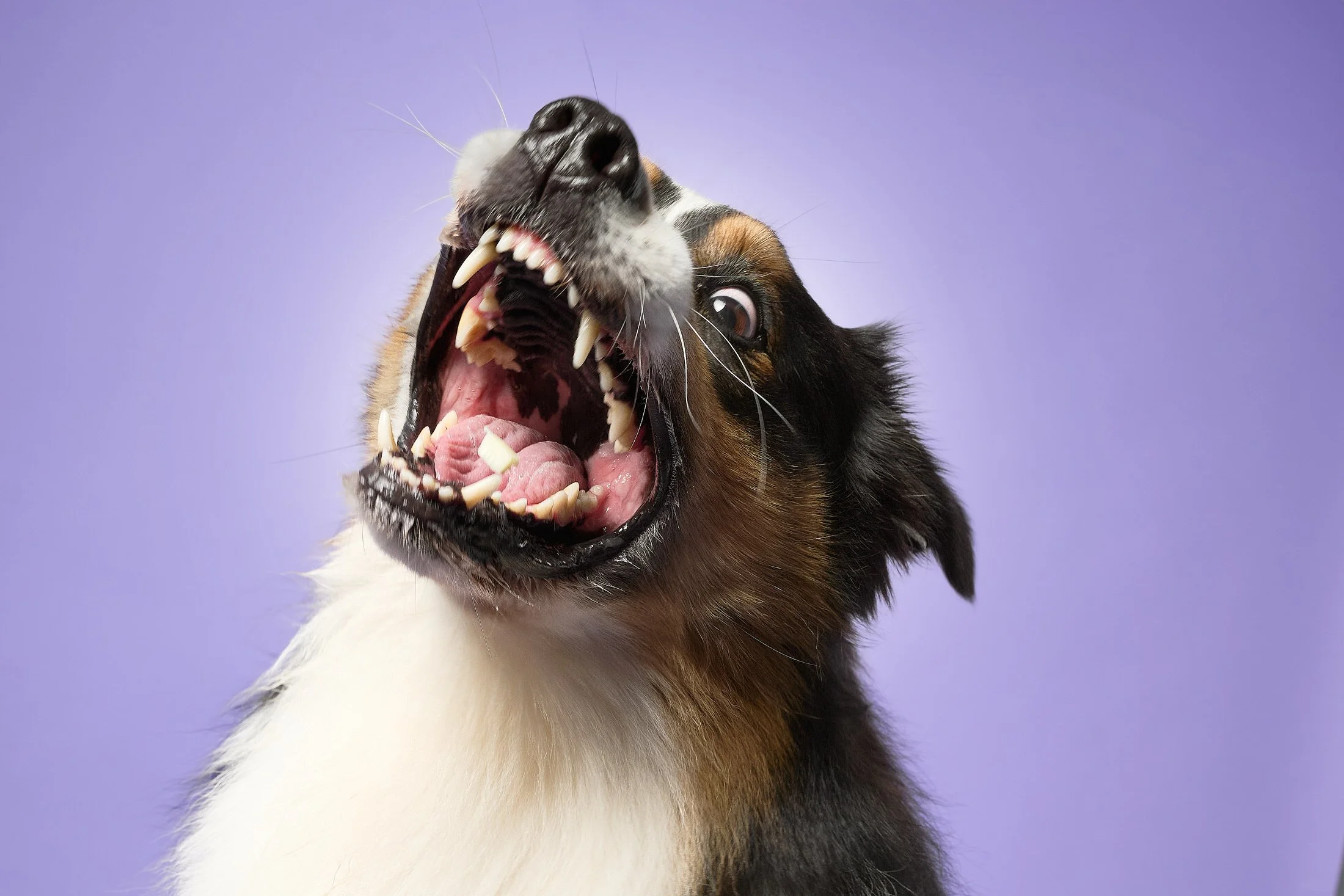 Flynn--TheDogPhotog-14911-web.jpg