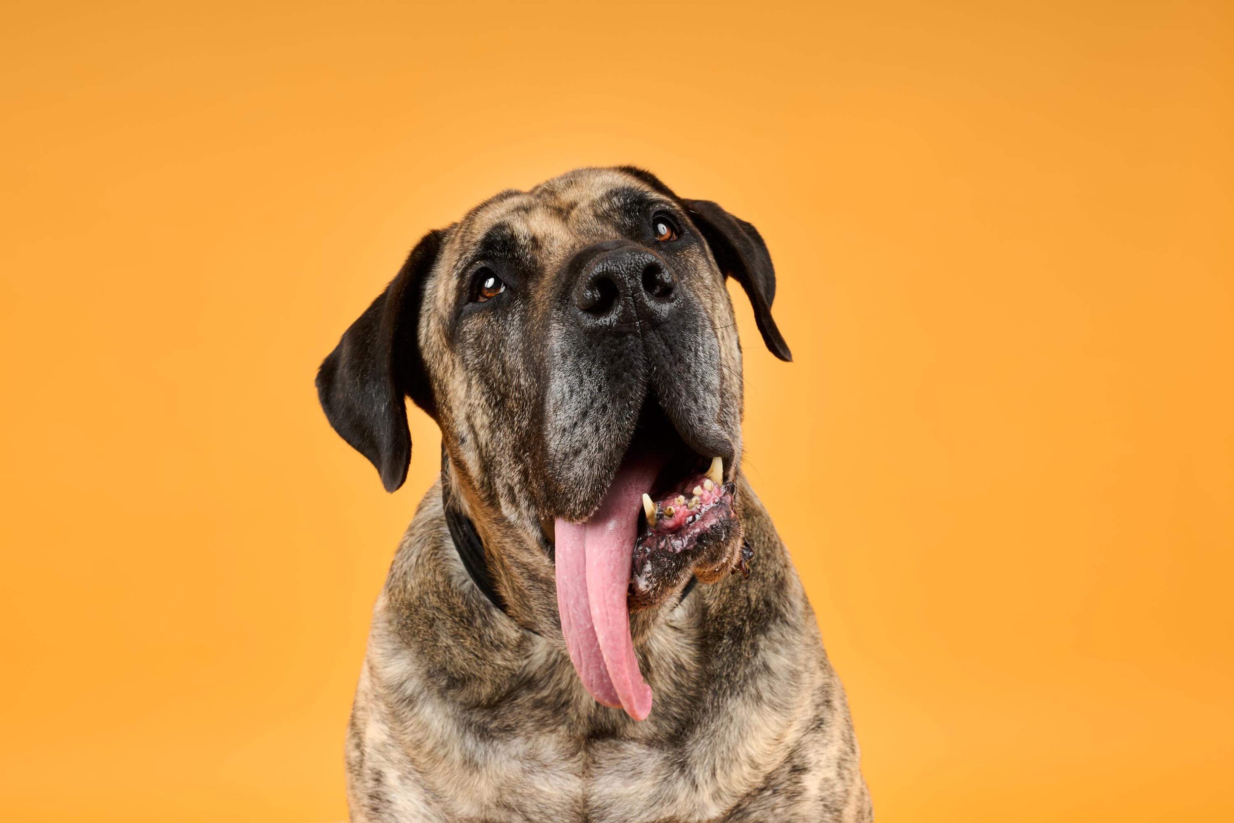 Ozzy-TheDogPhotog-090 (1).jpg