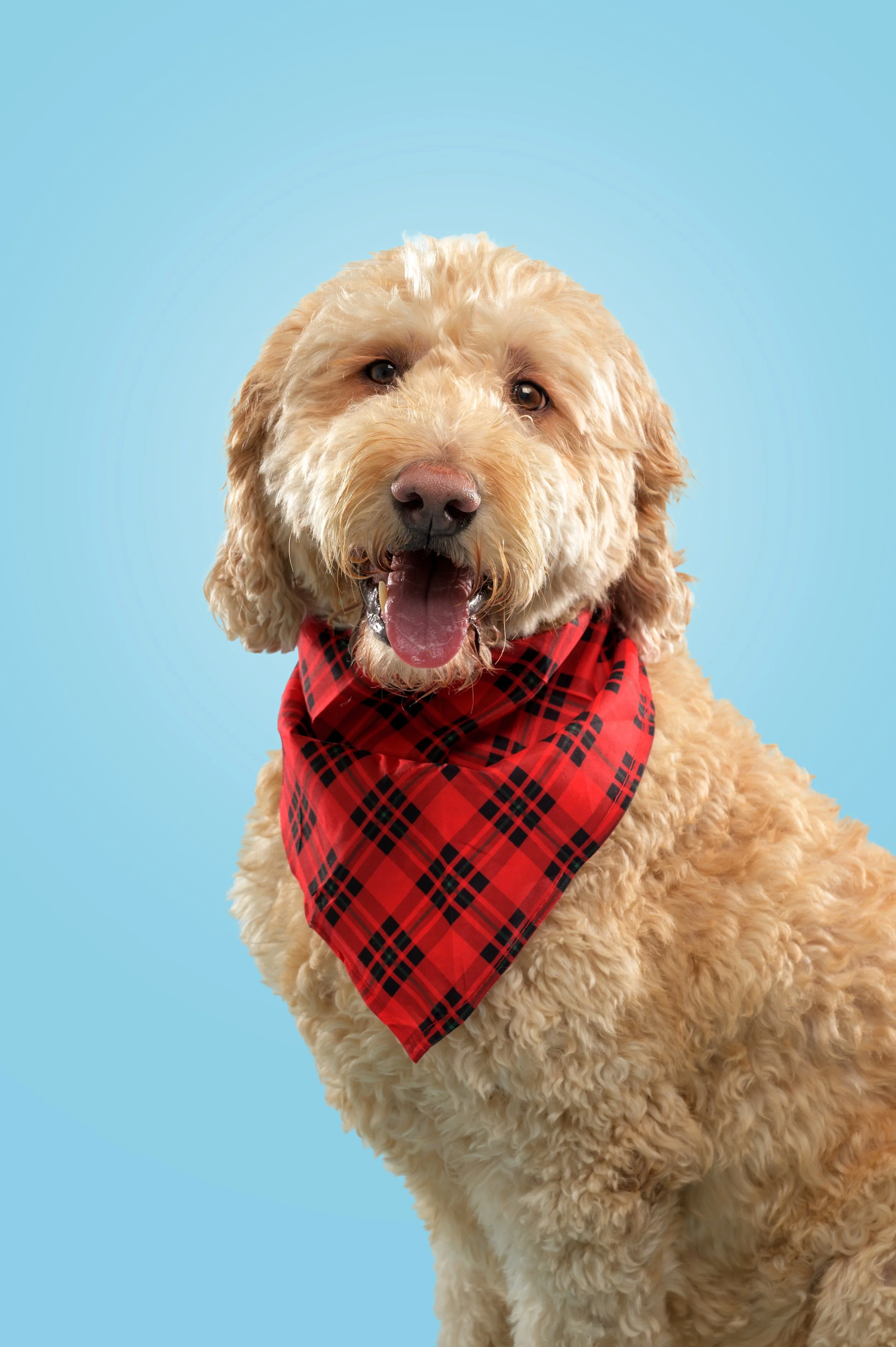 Best Luxury Dog Photographer Bre McGee The Dog Photog Minneapolis