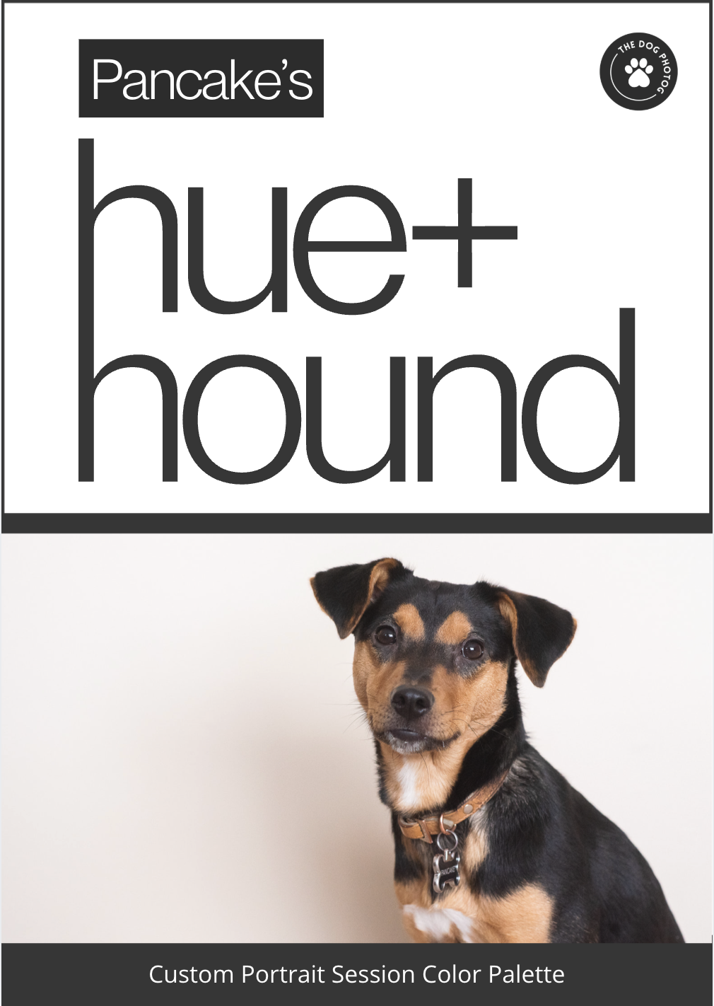 The Hue+Hound Color Palette: Picking the Perfect Backdrop for Your Dog’s Studio Portrait