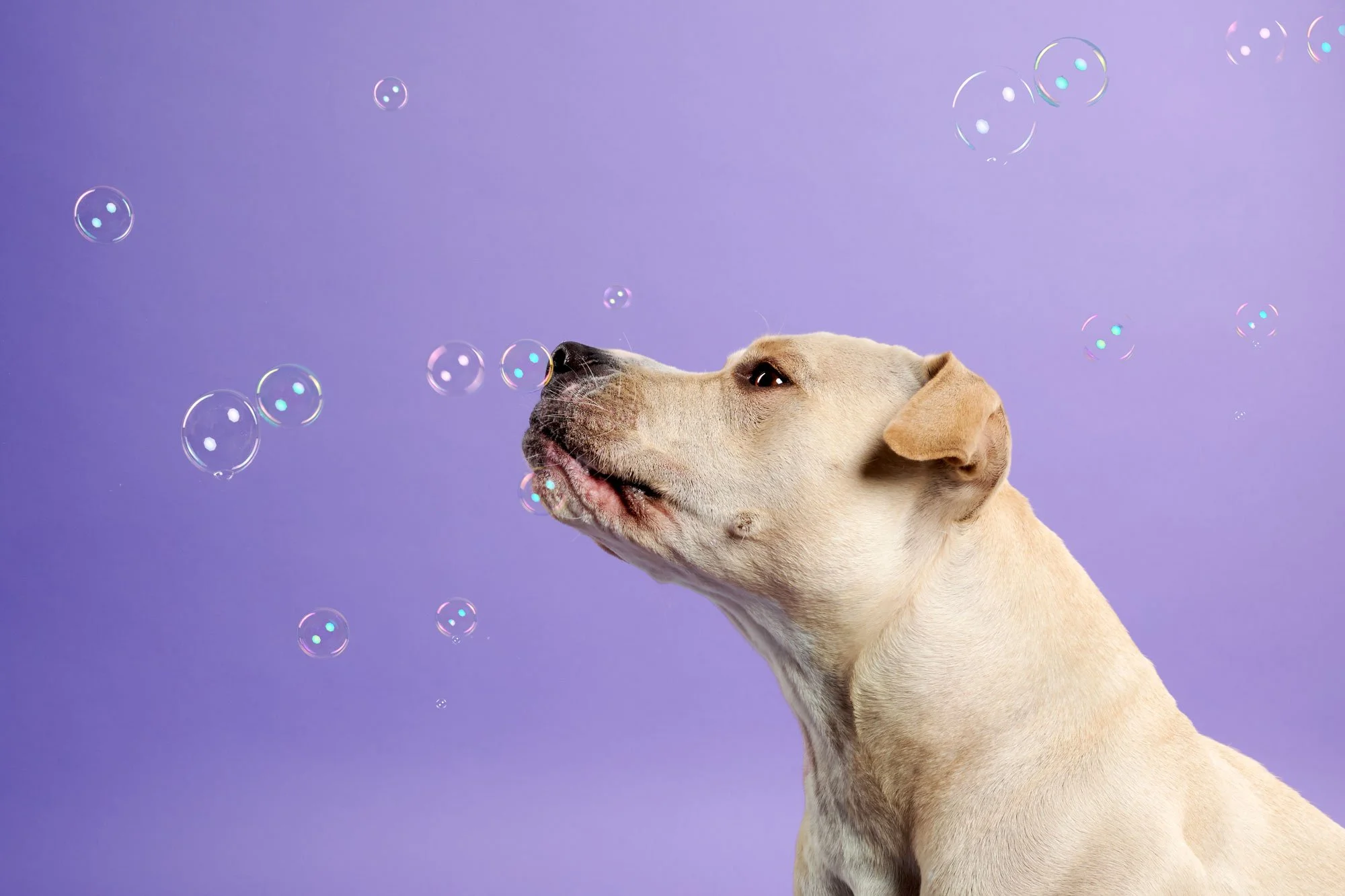 Pit Bull mix dog sniffs at bubbles in studio portrait