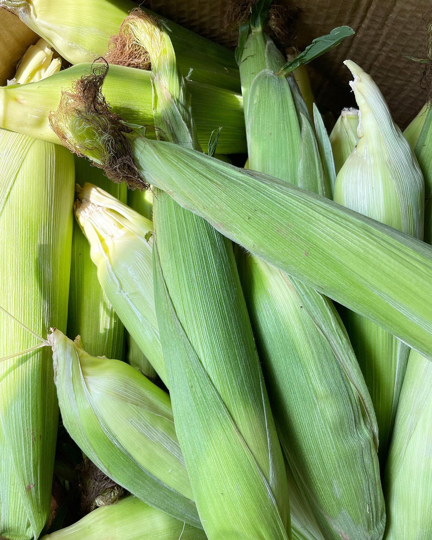 Who loves fresh corn?! We do! Let us know what your favorite corn dish is in the comments below 🌽 #movebunkieforward