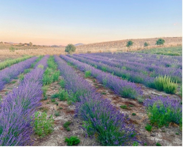 lavender fields .jpg