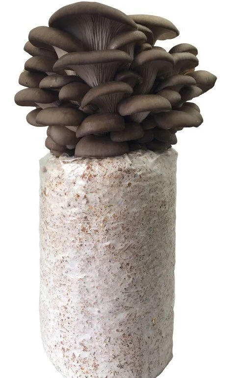 Grey Oyster Mushroom Logs 1.jpg