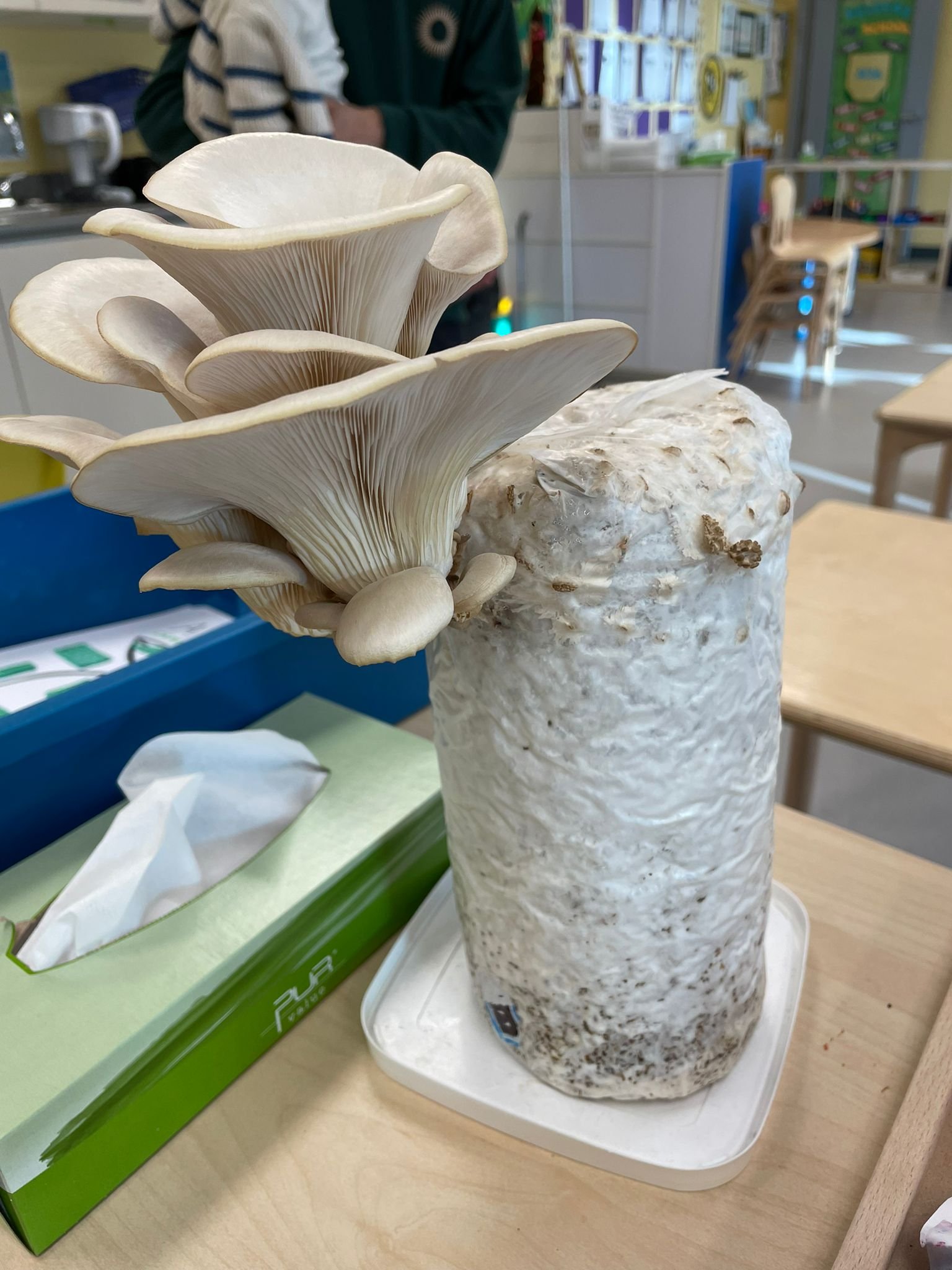 Opening your ReadytoFruit Grow Kit. — A Funguy Company