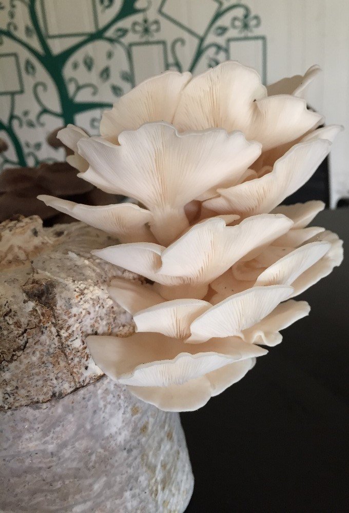 Grey Oyster Mushroom Logs 2a.jpg
