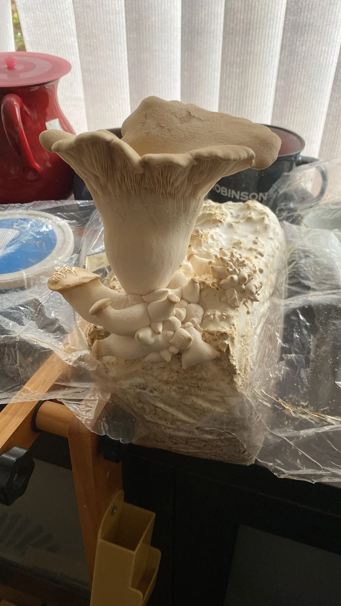 WhatsApp Image 2021-09-29 at 12.44.41 PM.jpeg