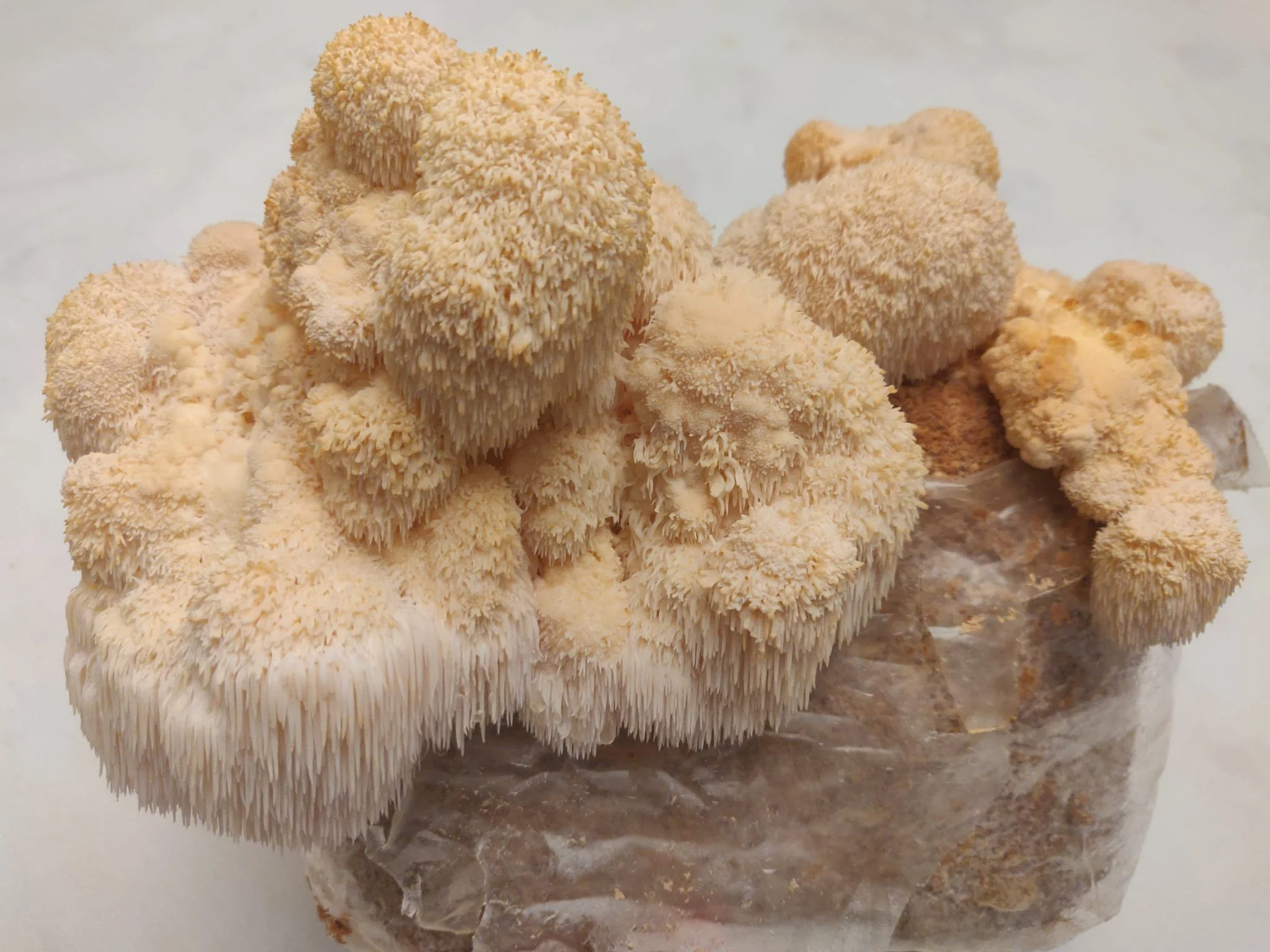 WhatsApp Image 2021-10-23 at 10.15.54 PM (3).jpeg