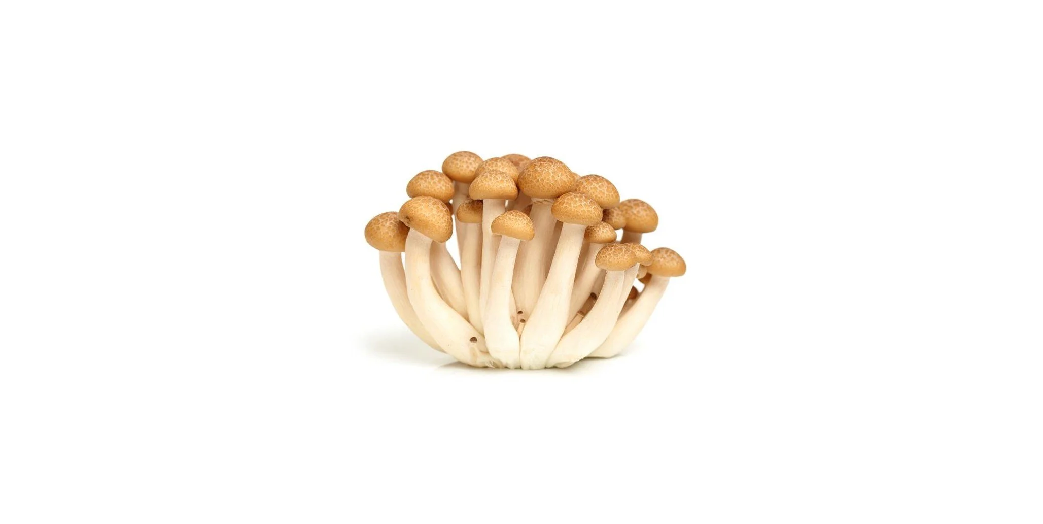 Brown Hon Shemeji (Brown Beech) Mushrooms