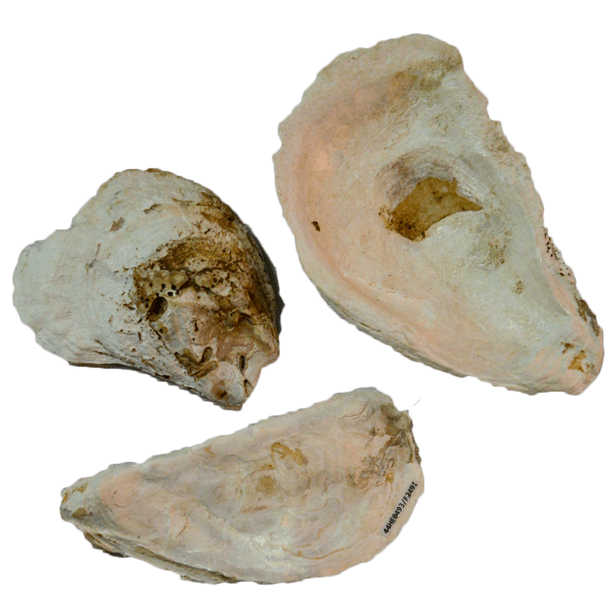 Oyster Shells