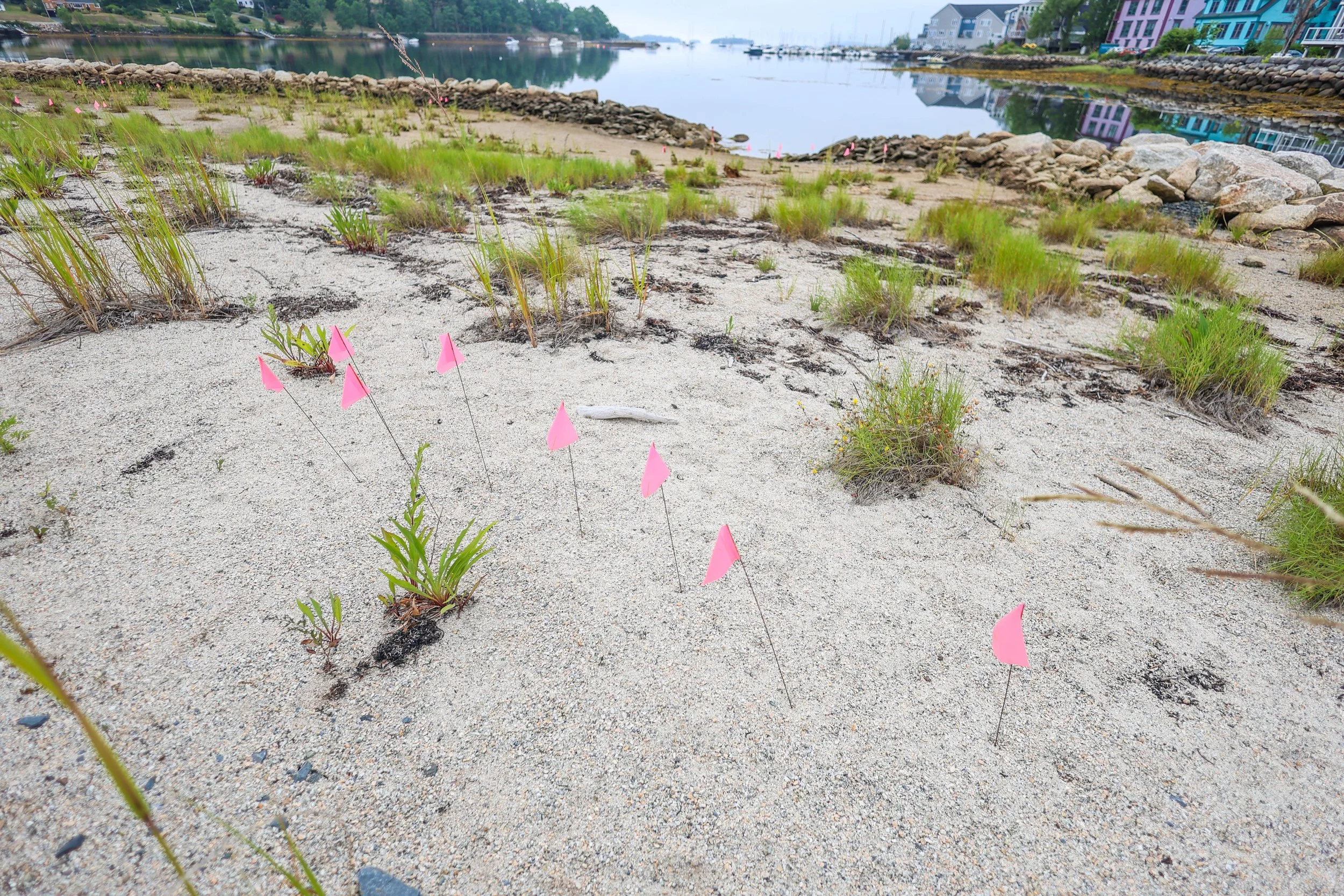 Sand beach with green grass and small pink flags in the foreground, rocky shoreline in the middle, and calm water with boats and colorful houses in the background.