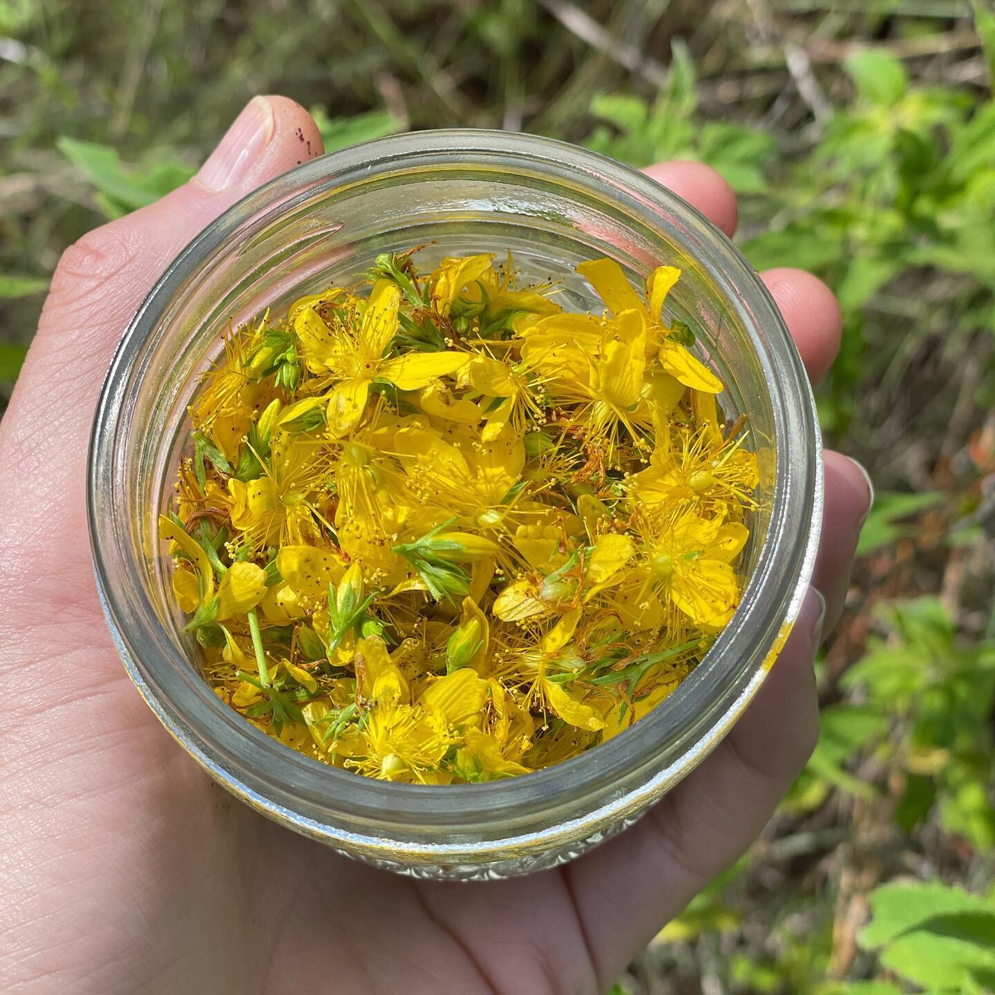 Harvesting St. John&rsquo;s Wart (Hypericum perforatum)!
✨Benefits✨
🌱Anti-depressant qualities
🌱Relieves anxiety
🌱Reduces Mood Swings
🌱Eases withdrawal symptoms
🌱Antiviral agent 
🌱Restores hormonal balance 
🌱Anti-inflammatory 
🌱Skincare to tr
