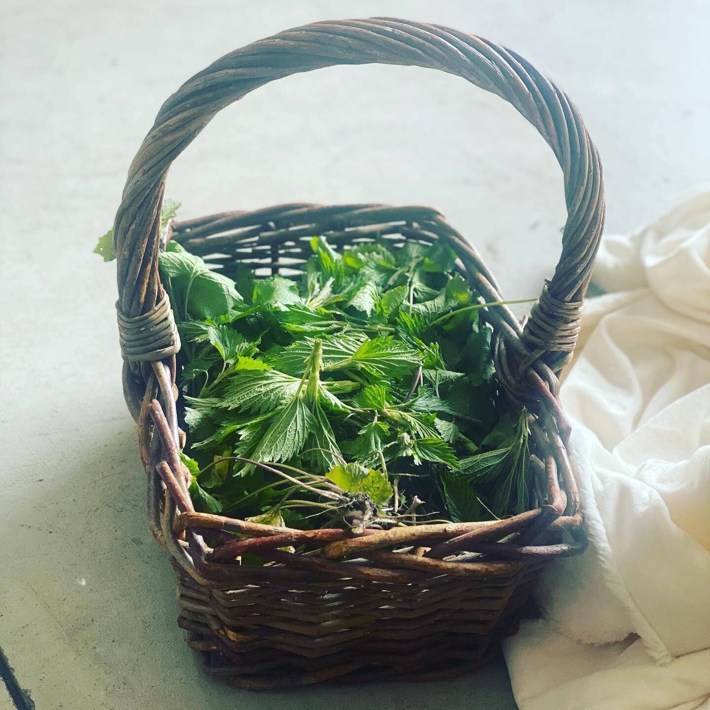 Minnesota foraged soup!! 
Veggie broth &bull; Lentils &bull; Carrots &bull; Onion &bull; Mix of Dandelion, Stinging Nettles and other greens I&rsquo;m still learning...so much to learn. So fun and rewarding to prepare what&rsquo;s foraged.  Working f