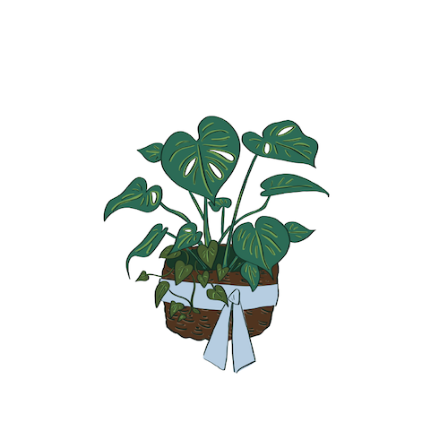 Small Plant Arrangement
