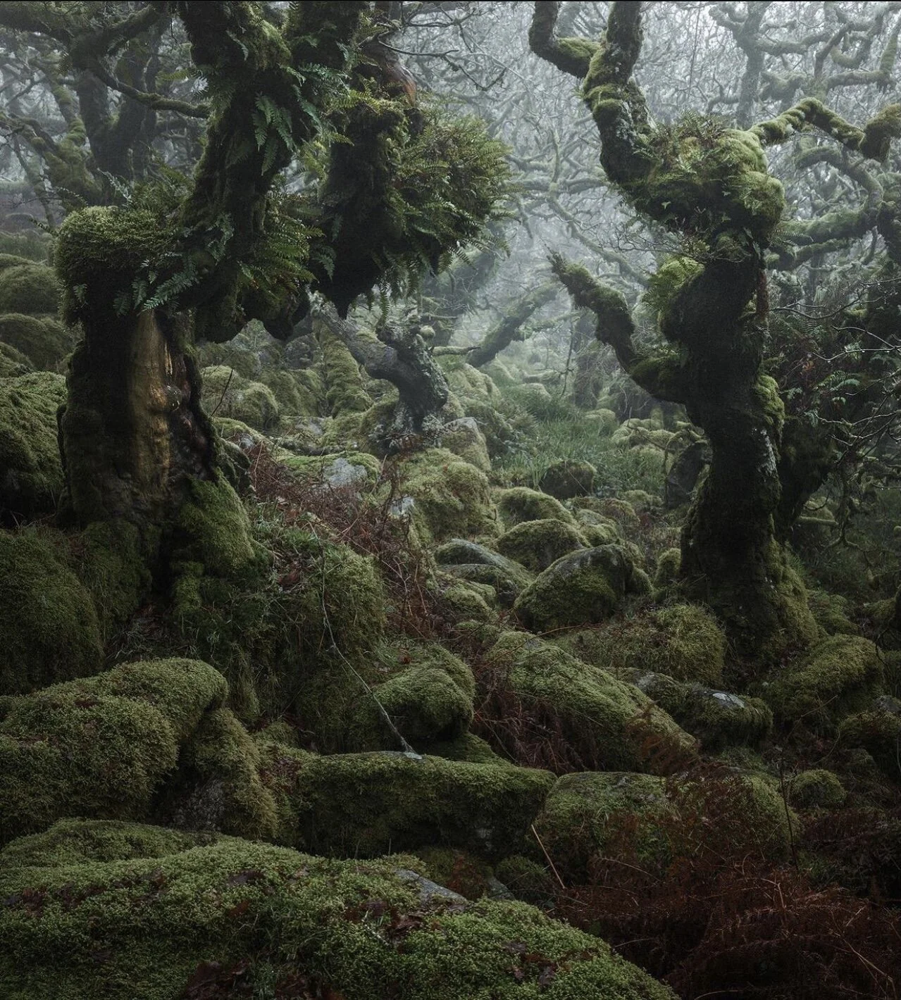 Rewilding the mind