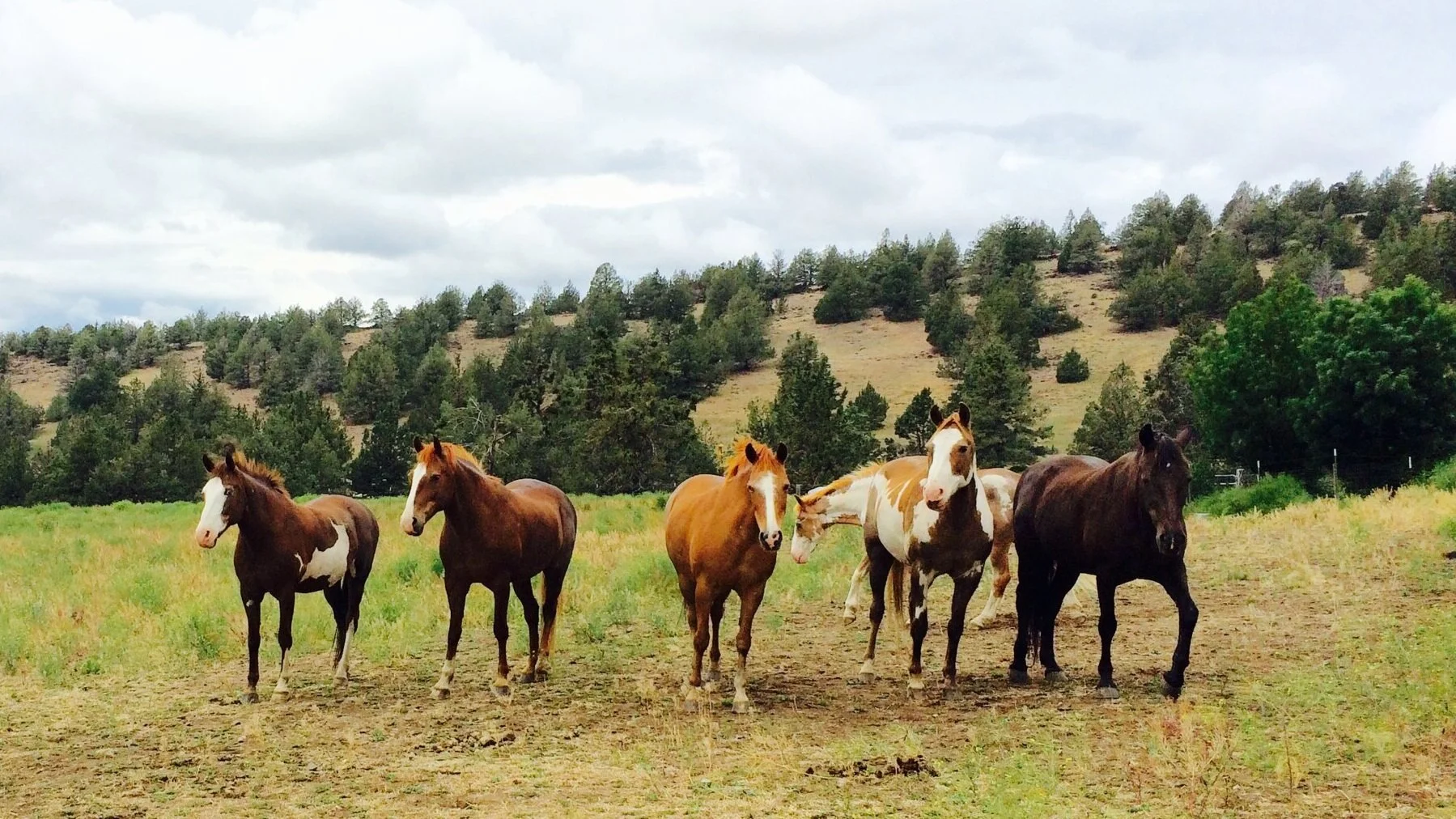 A herd of horses grouped together looking forward with trees in the background