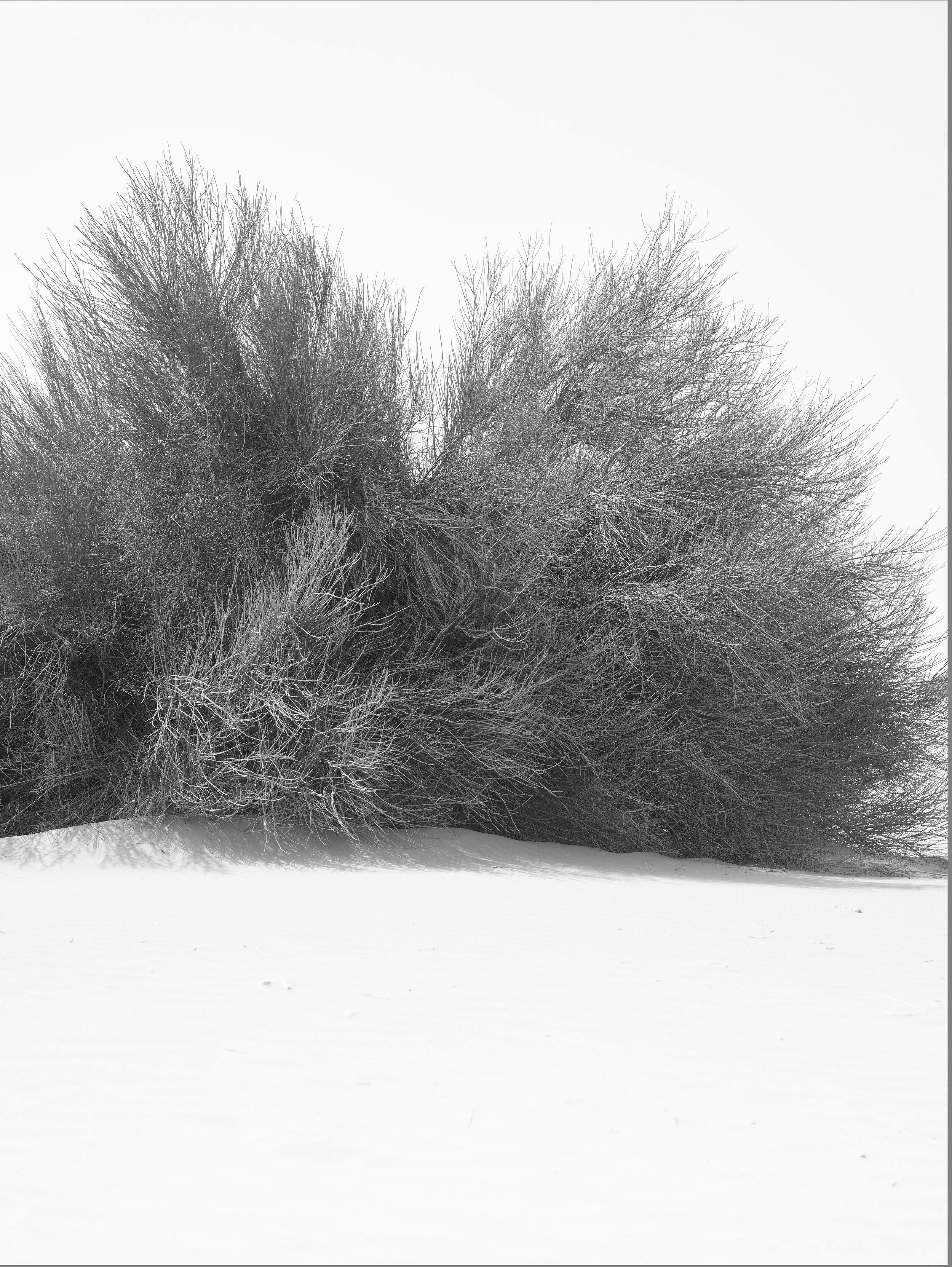 Leif Steiner platinum palladium photography