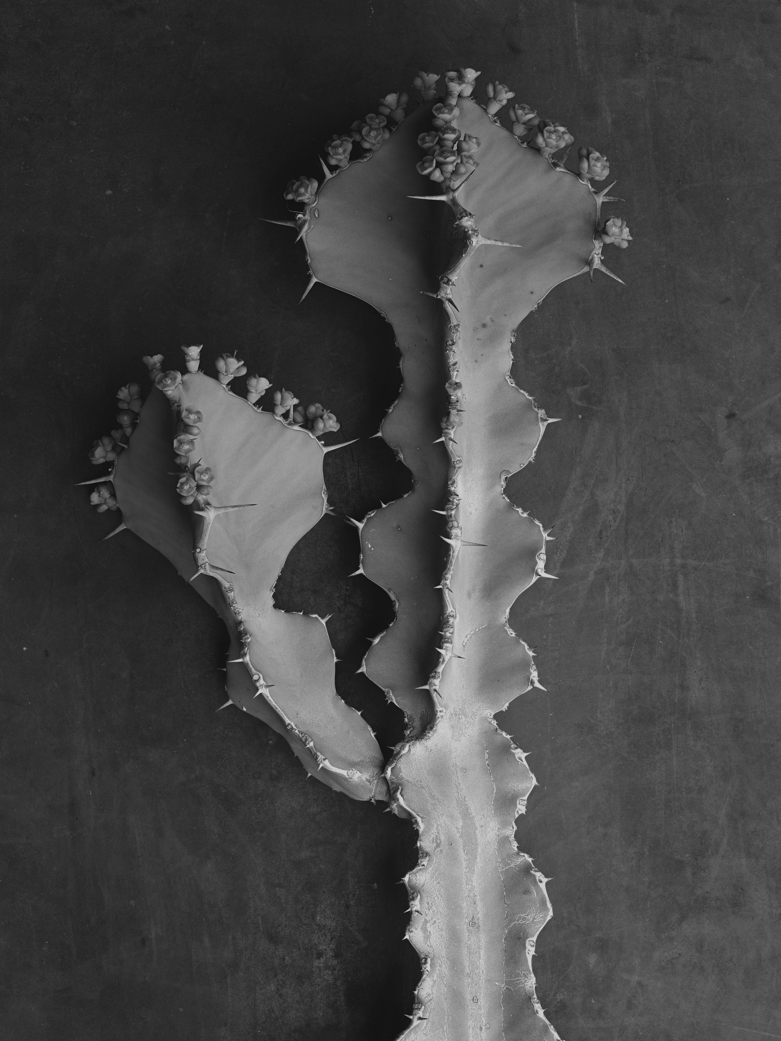 Leif Steiner platinum palladium photography