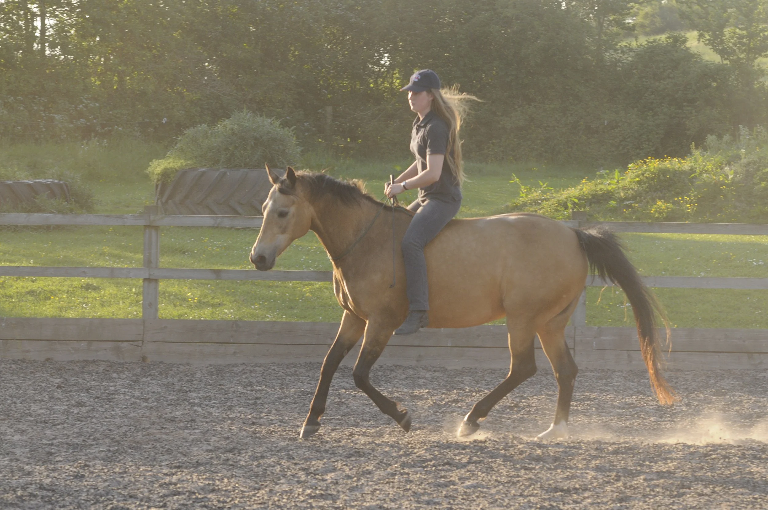 Horse Training Session