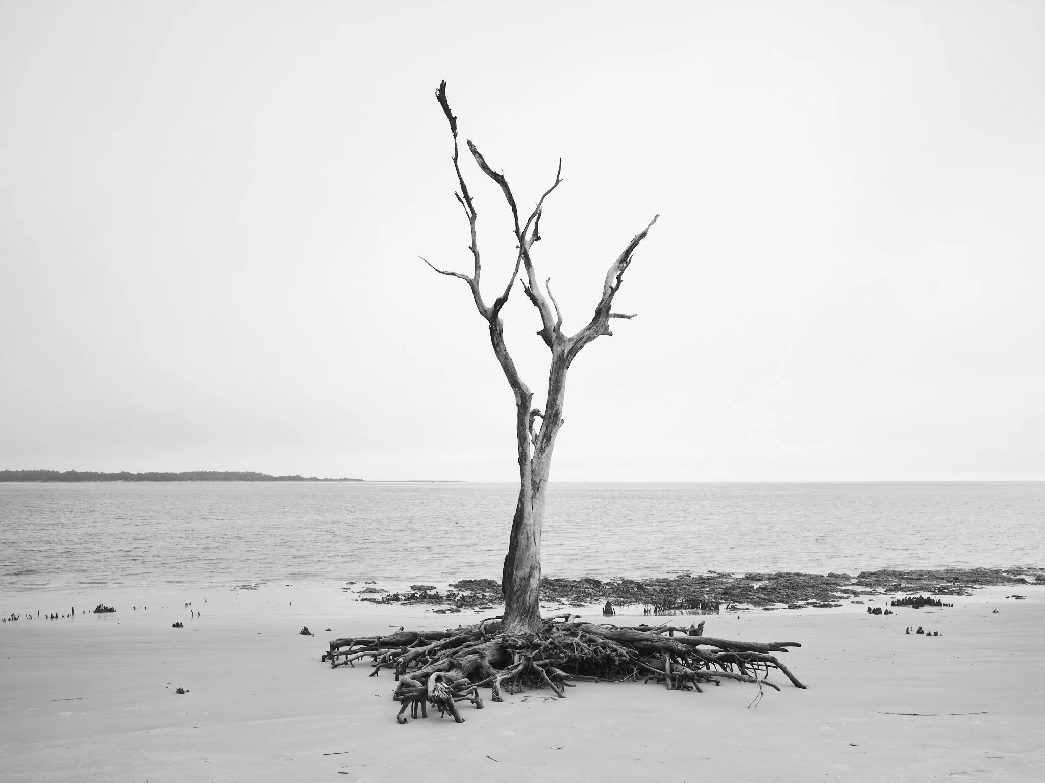 Architecture of erasure: Little Talbot Island's Boneyard Beach