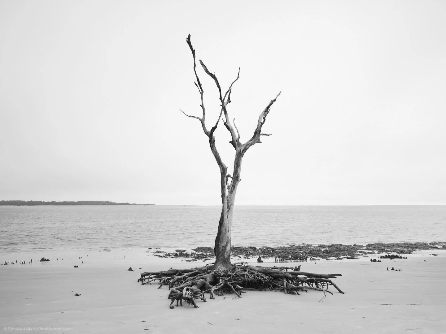 Last tree standing: unmoored and untethered
Little Talbot Island, Florida