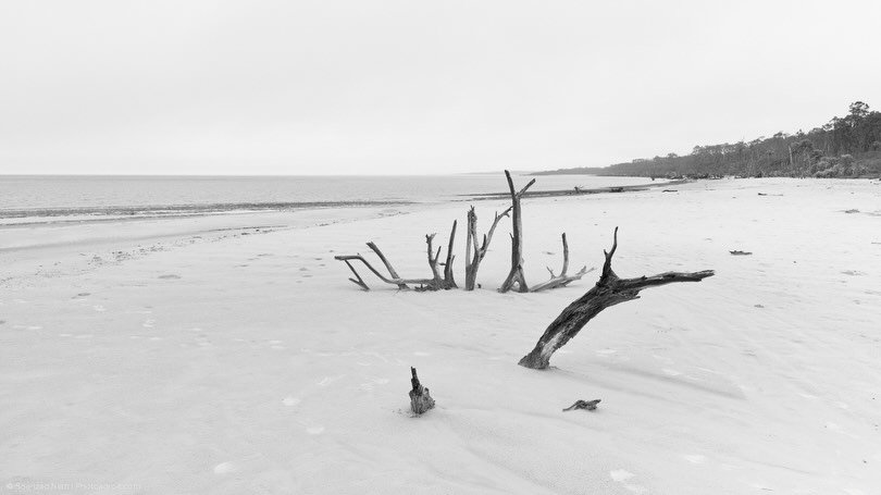 Argentum Sculpture:  arboreal architecture beached, bleached, and partially buried on display.

Boneyard Beach