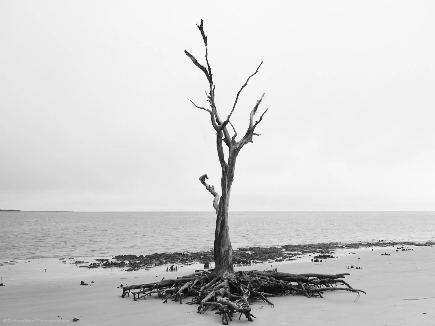 Unmoored. Unbowed. For now.

Little Talbot Island, Florida.
Phase One Achromatic IQ3 100 | Cambo WRS 1600
