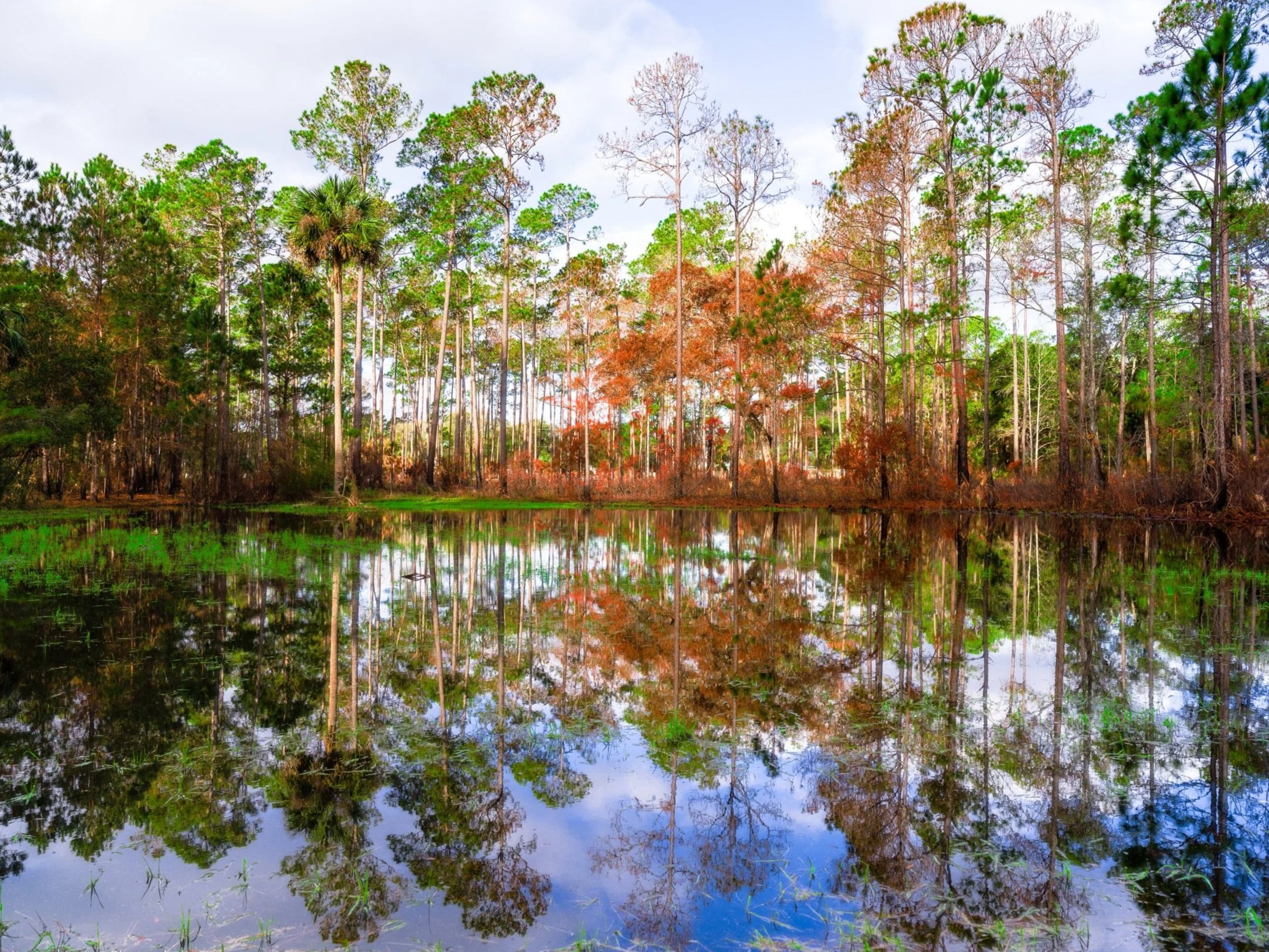 Regrowth | Guana River Wildlife Management Area 