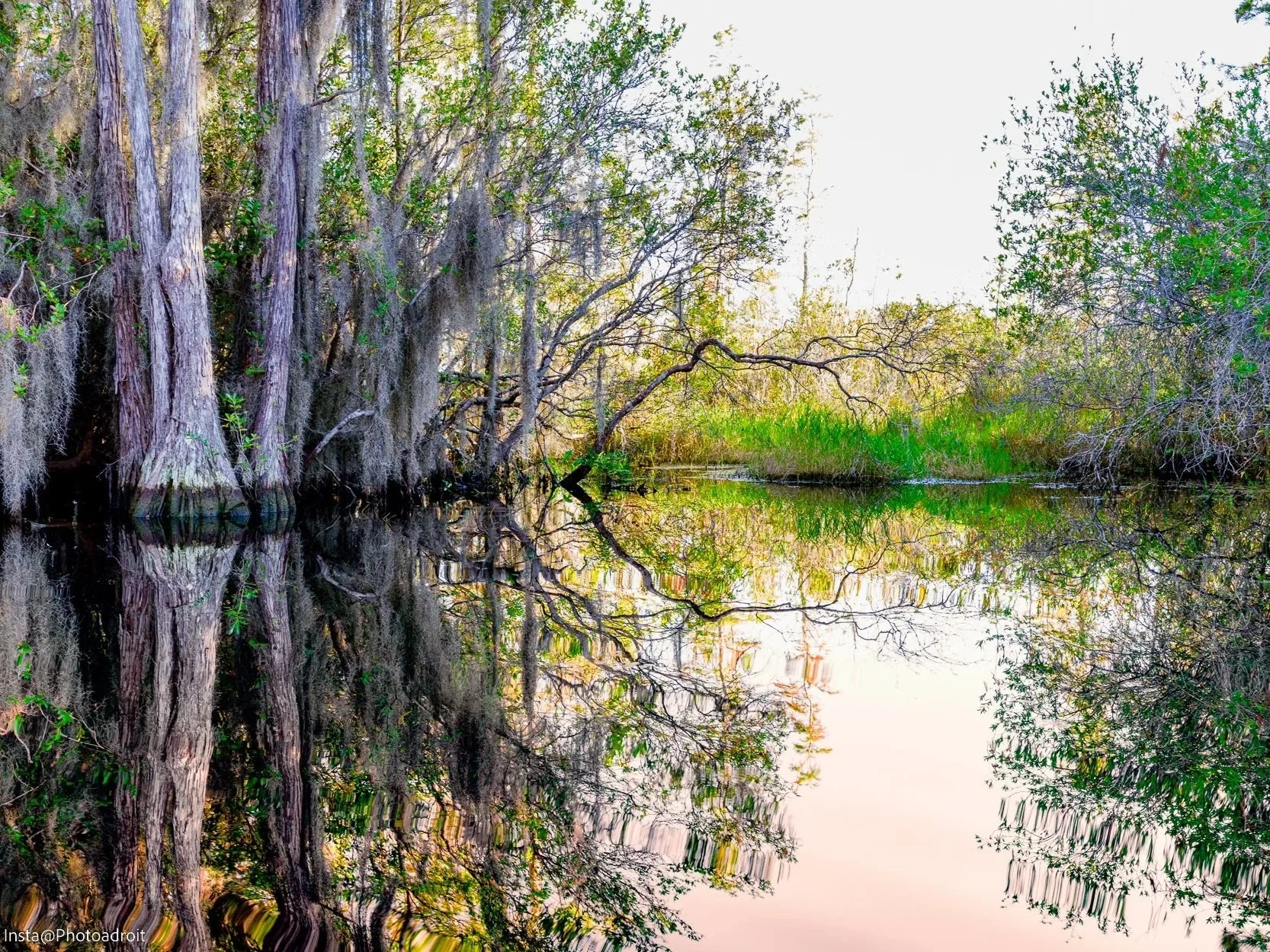 Here is Okefenokee swamp, full of pathless, seamless, peerless mud.