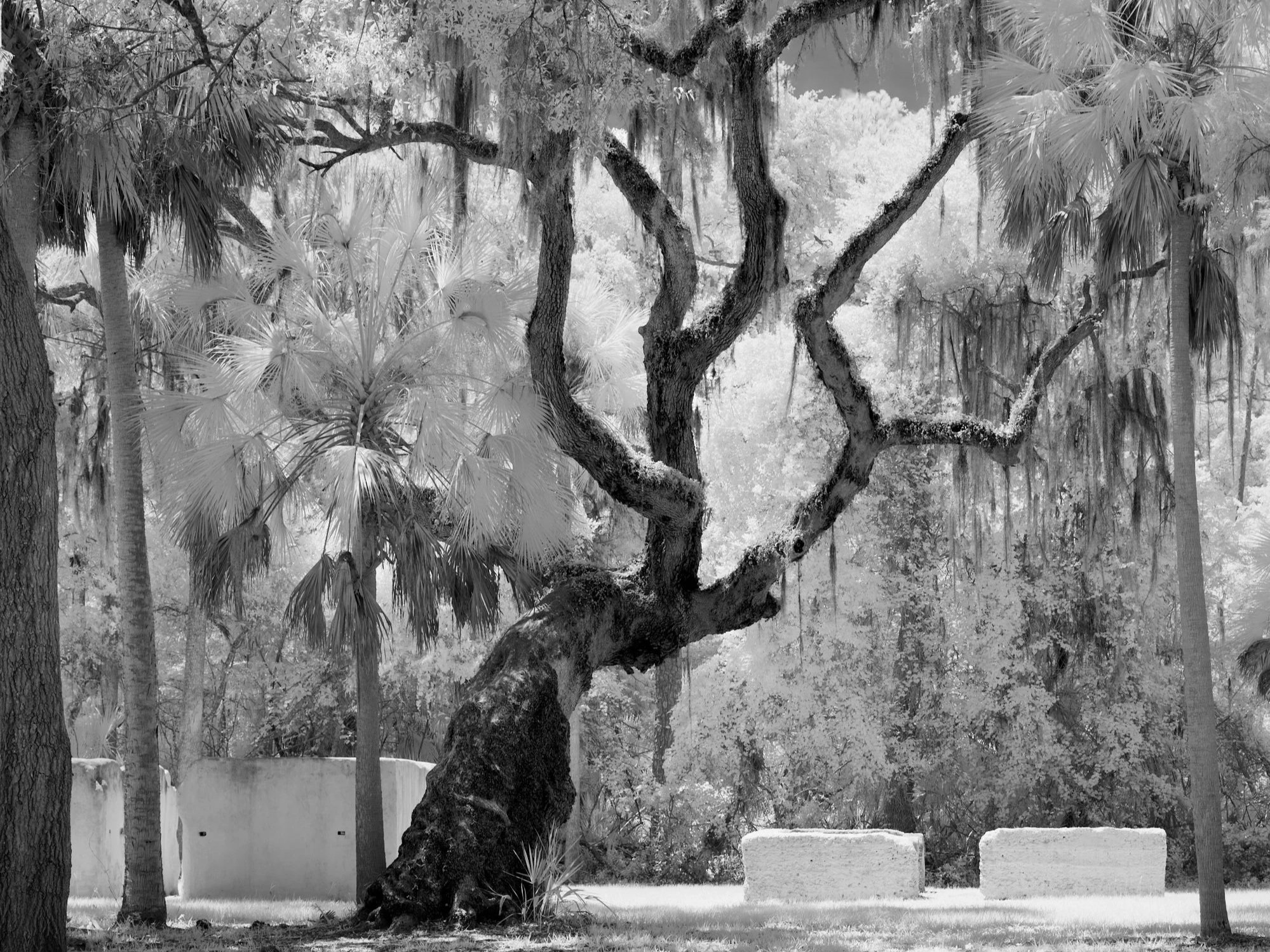 One Sun Over All of Them: Kingsley Plantation in Infrared