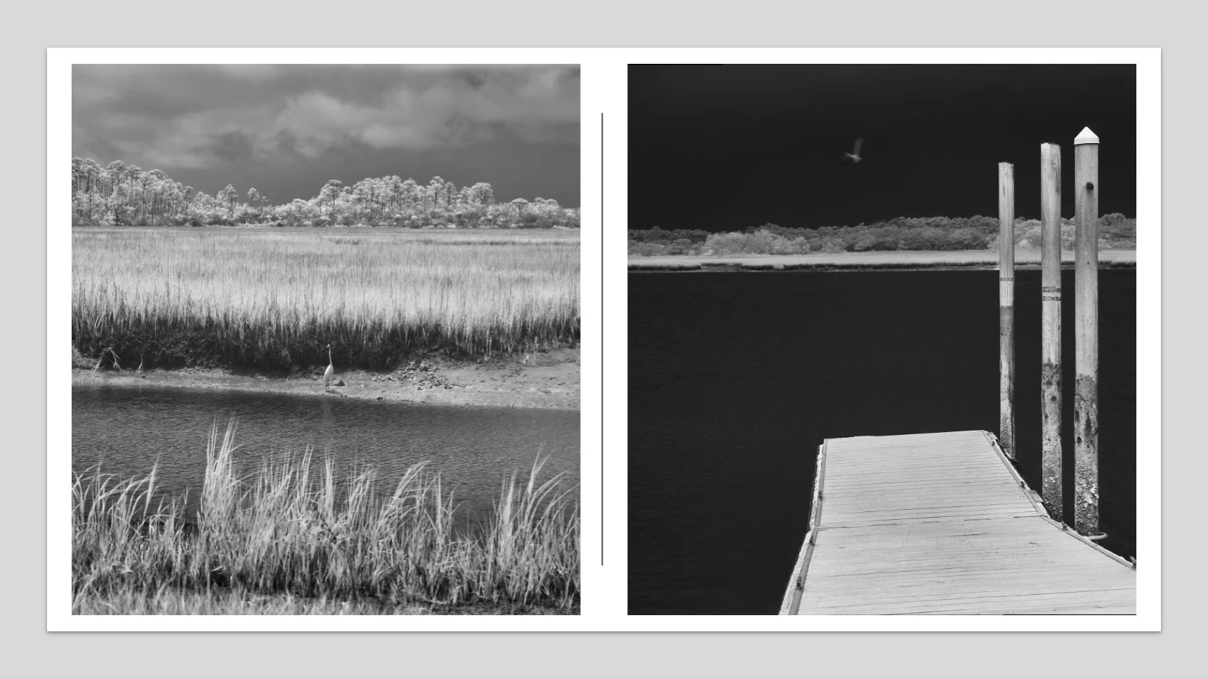 Diptych of bird at rest and in flight in infrared with Phase One Achromatic IQ3100 at Big Talbot Island SP Florida