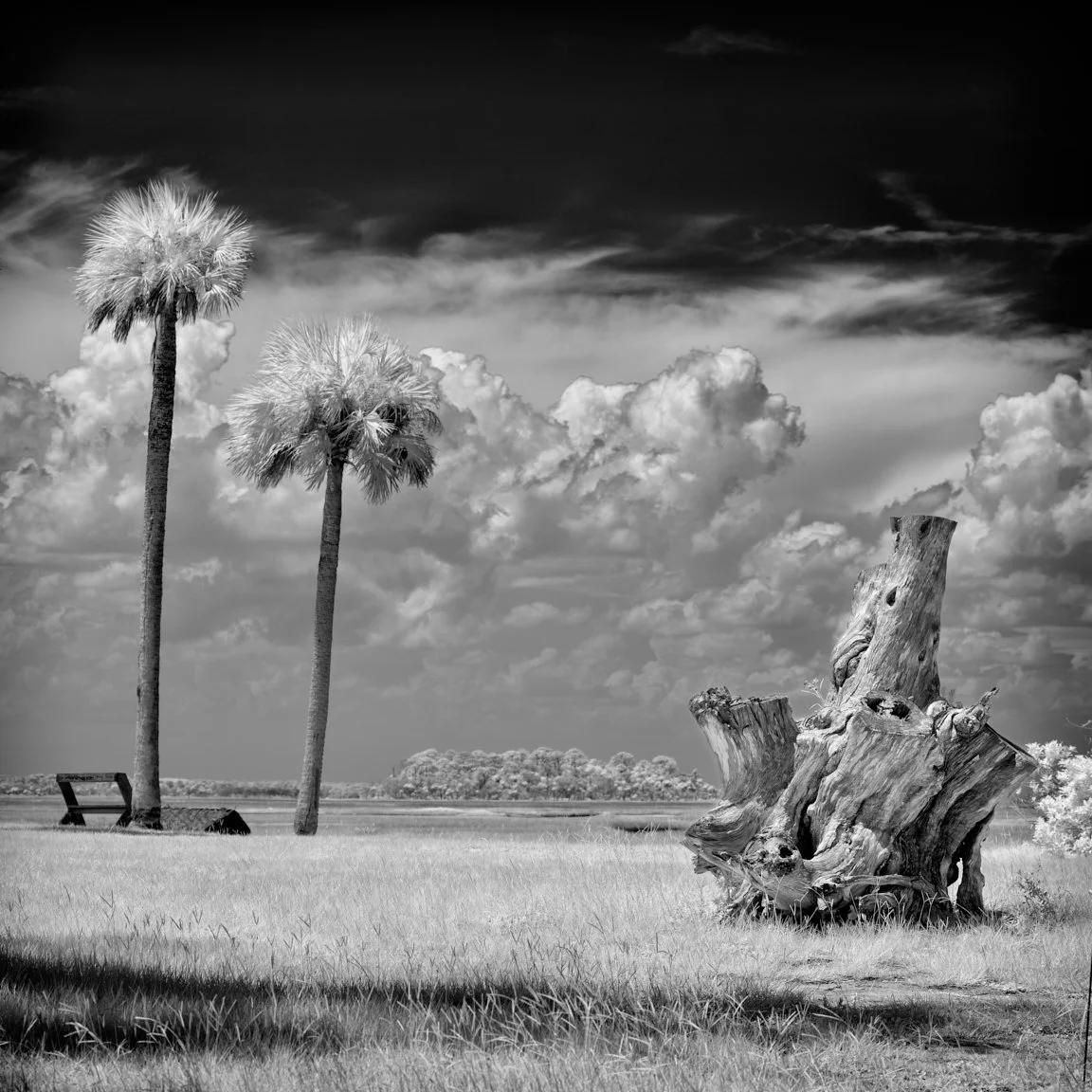 Infrared image of two palms and a sculptural trunk with Phase One Achromatic in Kingsley Plantation