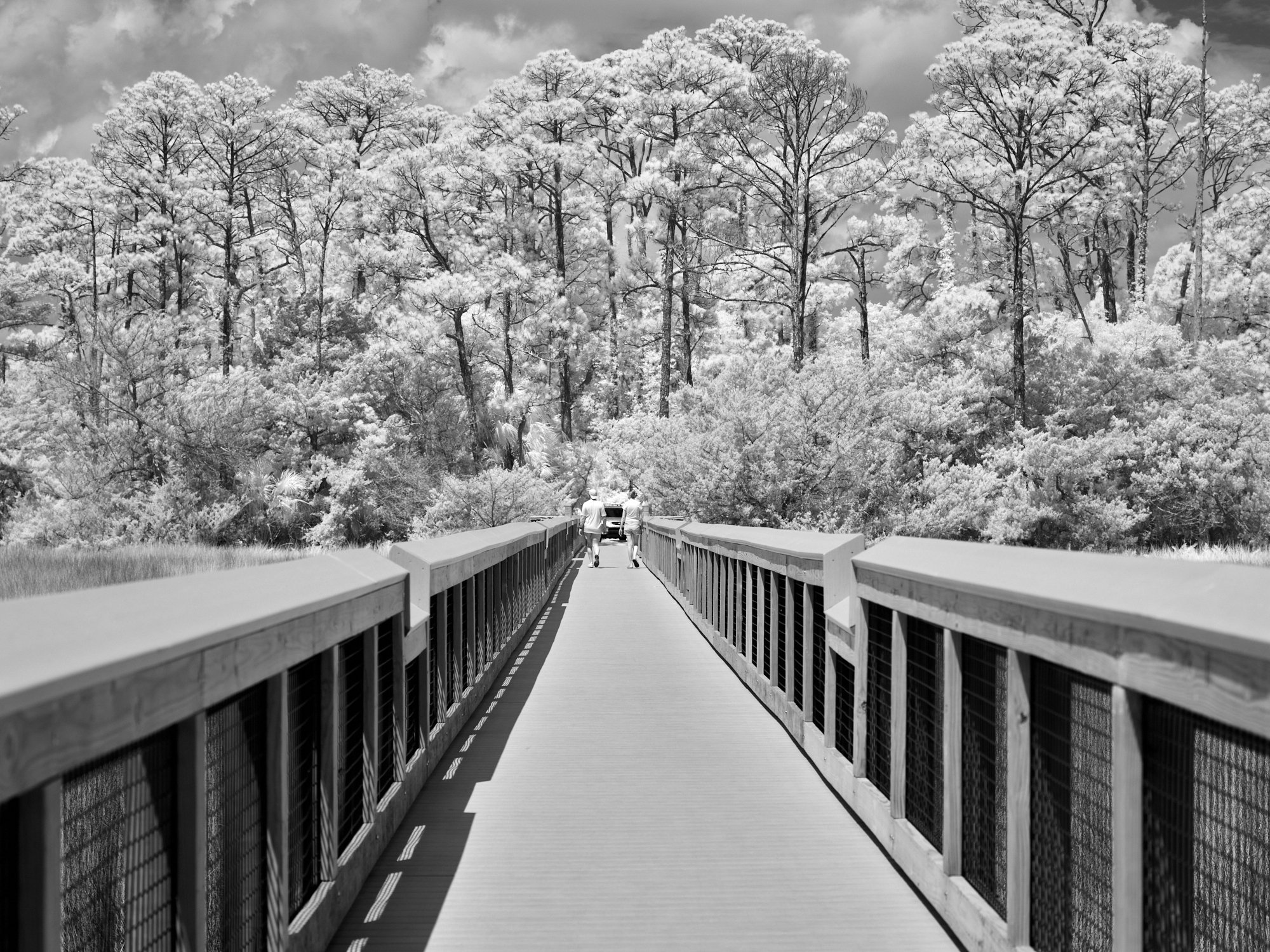 B&W infrared of a couple walking on a boardwalk toward snow-like foliage at Fort Mose State Park in Florida