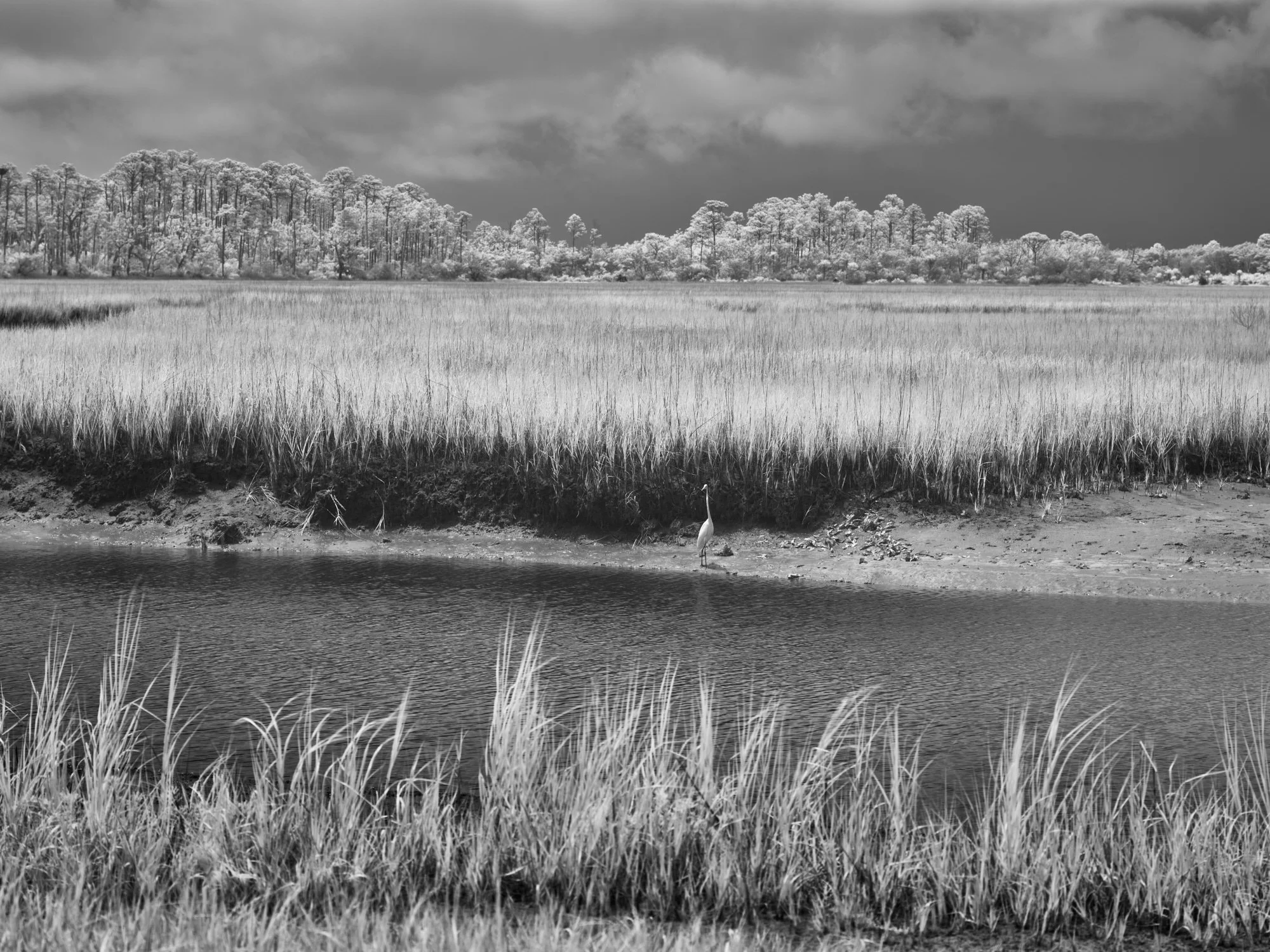 Egret resting in priordial grassland in infrared phot with Phase One Achromatic IQ3100 back in Big Talbot Island
