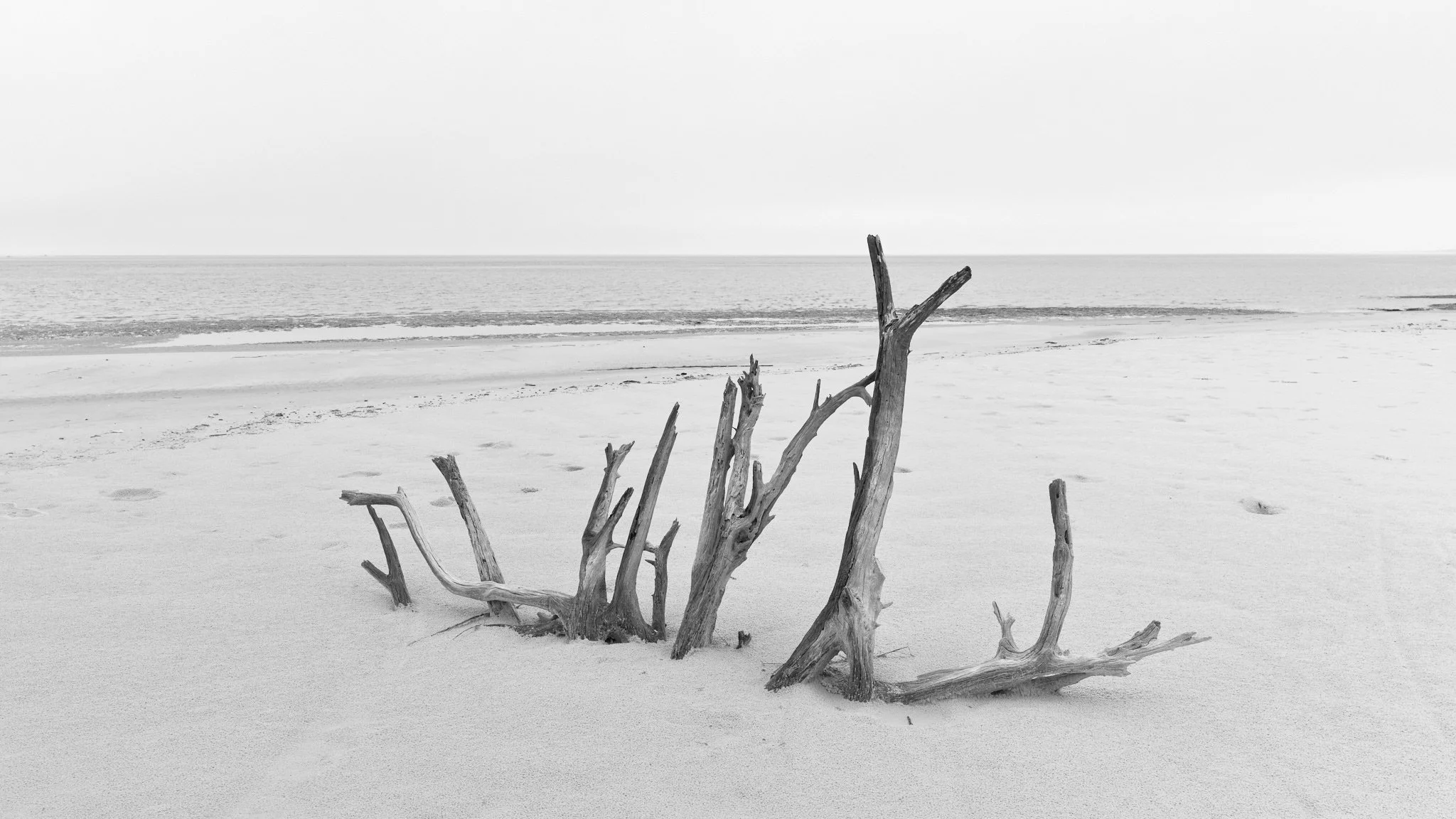Image shows beached and bleached partially buried trees on whote sandy beach at Boneyard Beach in Little Talbott Island State Park Florida captured with Phase One Achromatic back.