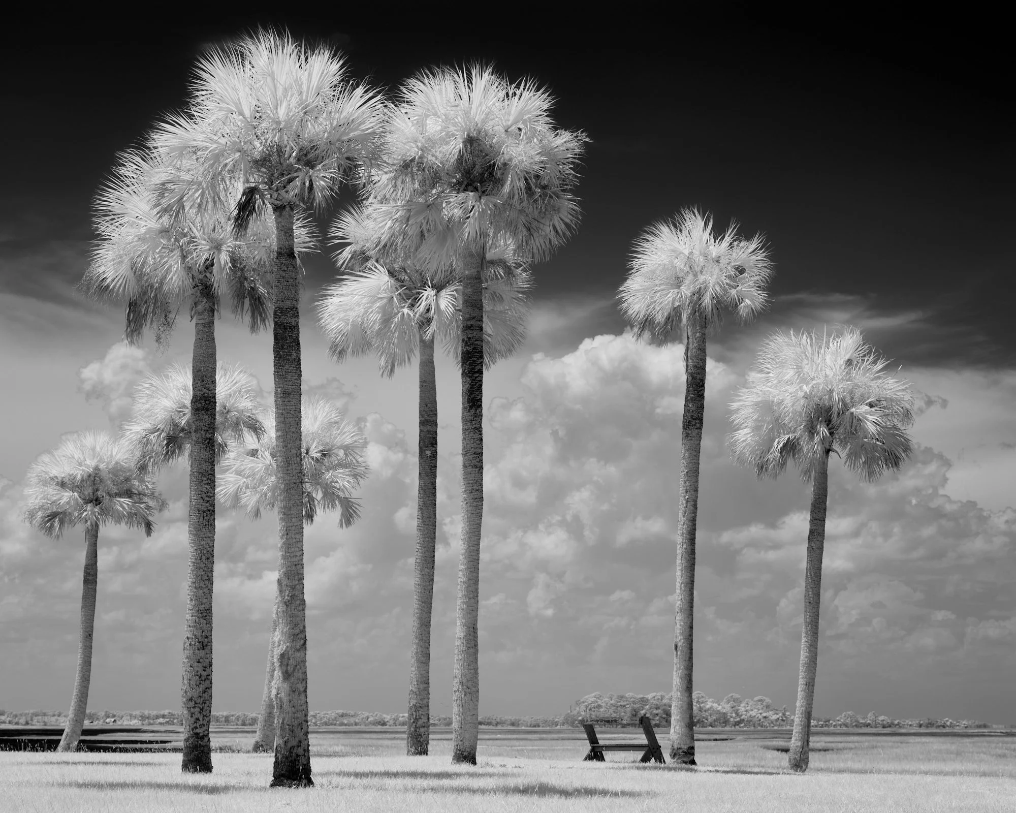 Infrared stand of tall palms and an empty bench at the marsh's edge, Kingsley Plantation, Florida. Phase One Achromatic