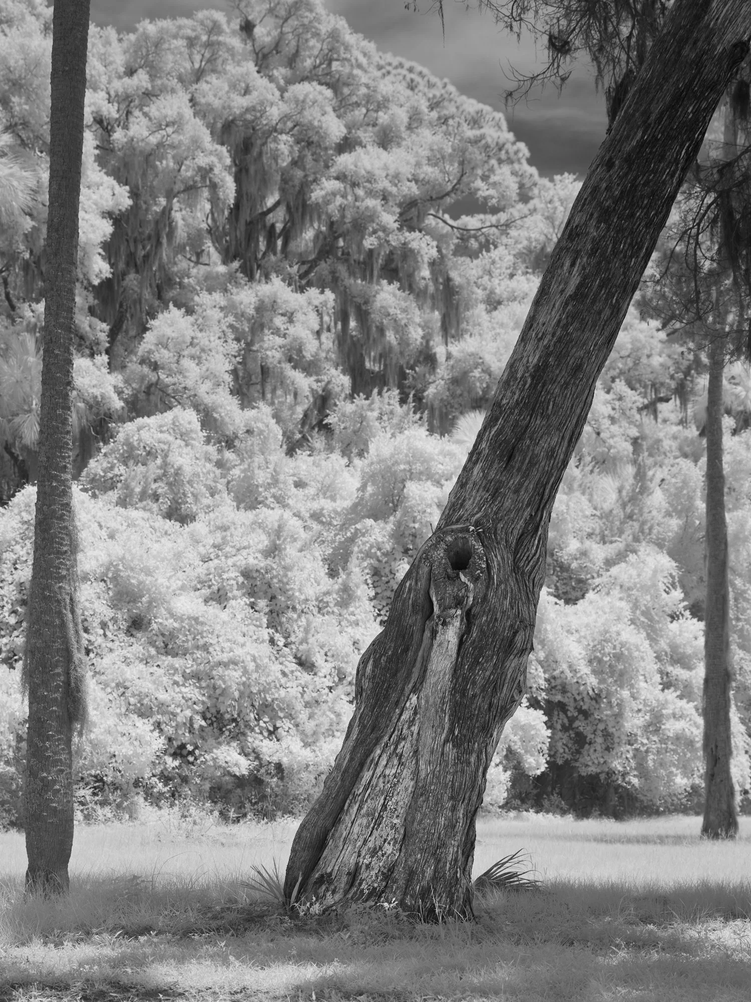 Infrared photo of dark, gnarled leaning cedar against bright white foliage, Kingsley Plantation, Florida. Phase One Achromatic