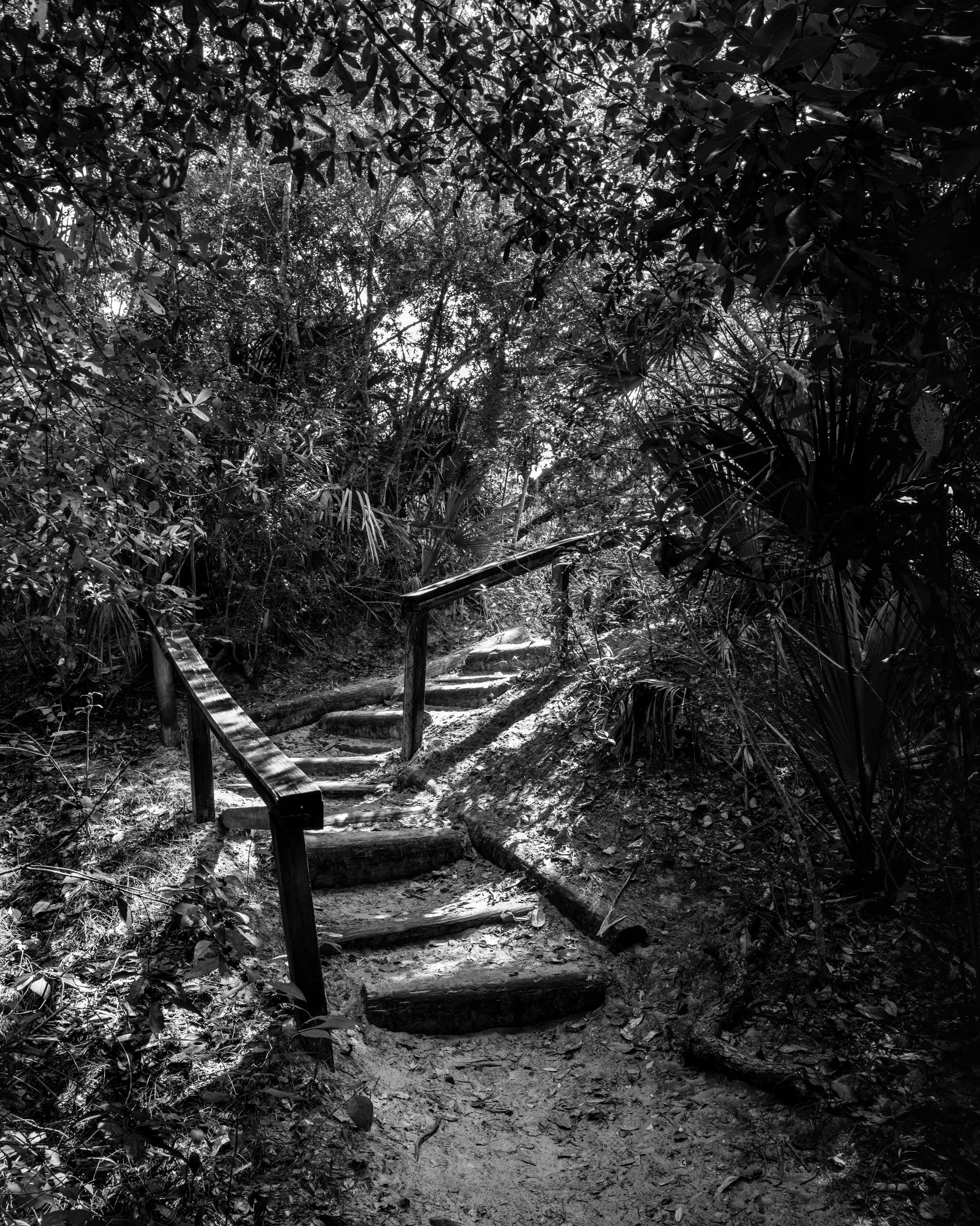 A narrow dirt trail with some wooden steps and railings, surrounded by dense trees and foliage, sunlight filtering through the leaves. Amelia Island State Park