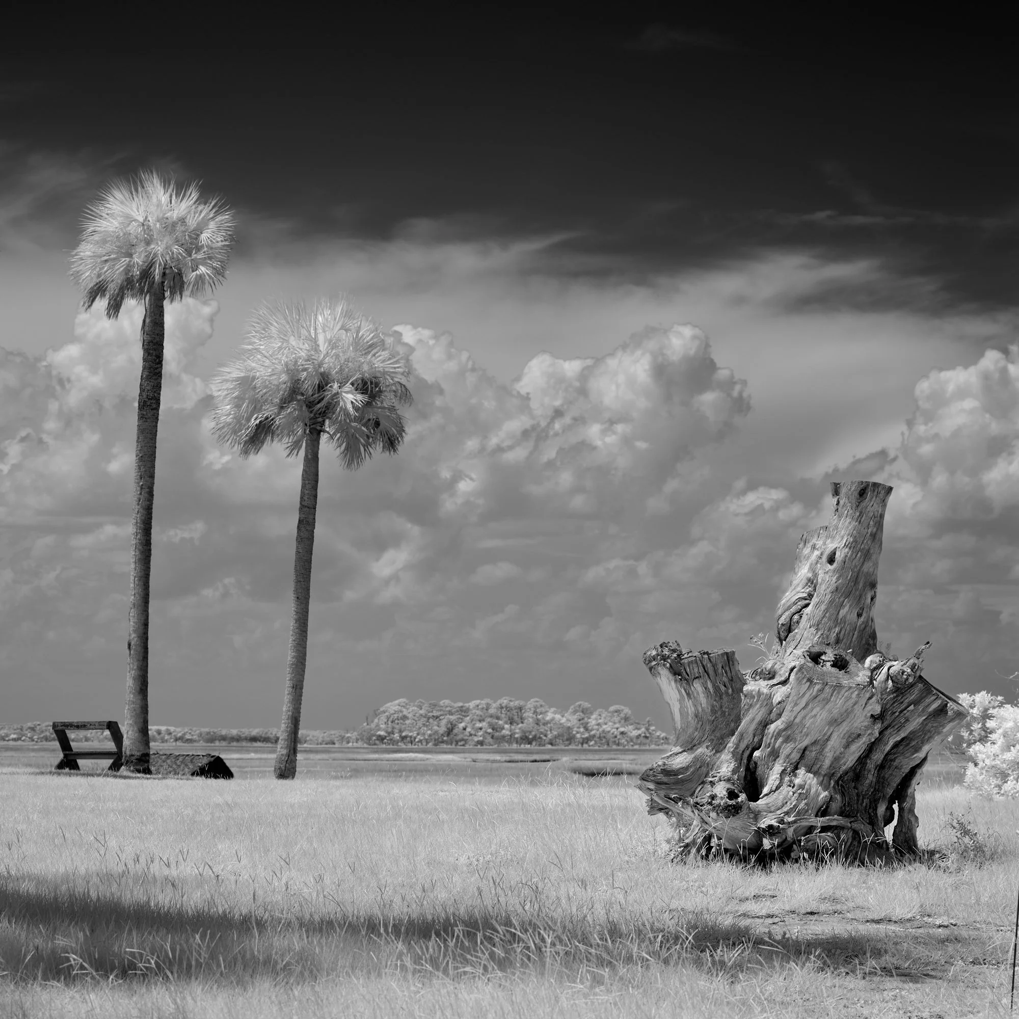 B&W infrared photo of a weathered tree stump and two palm trees beneath a moody sky with Phase One Achromatic IQ3 100 at Kingsley Plantation, FL.
